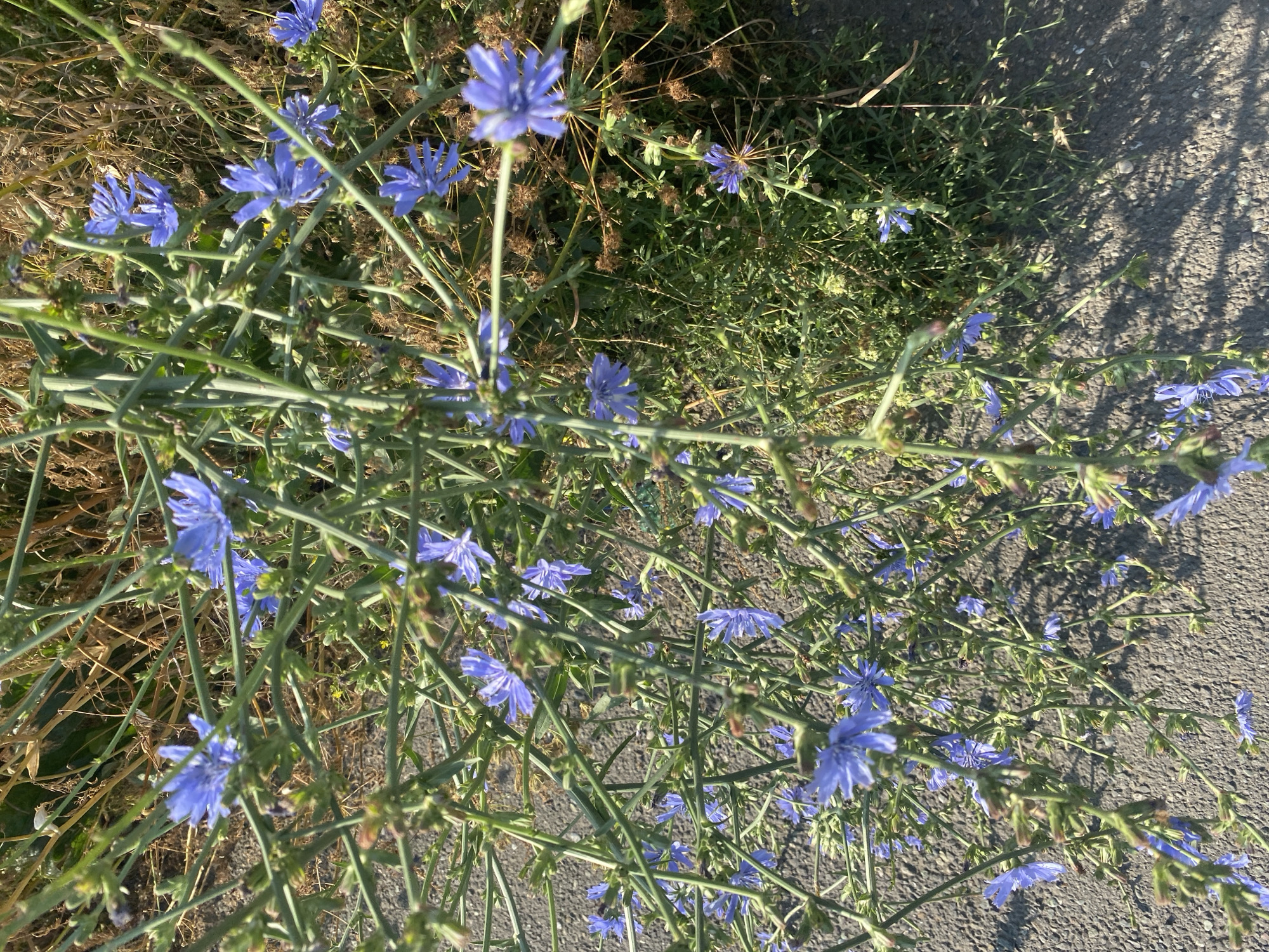 The image shows a close-up, overhead view of a patch of wild chicory flowers with delicate blue petals. The flowers are growing on thin, green stems amidst dry, brown vegetation and green leafy ground cover. The scene is set on the edge of an asphalt surface, likely a sidewalk or road. The lighting suggests it is daytime, with shadows cast on the asphalt. There are no people or animals visible in the image.