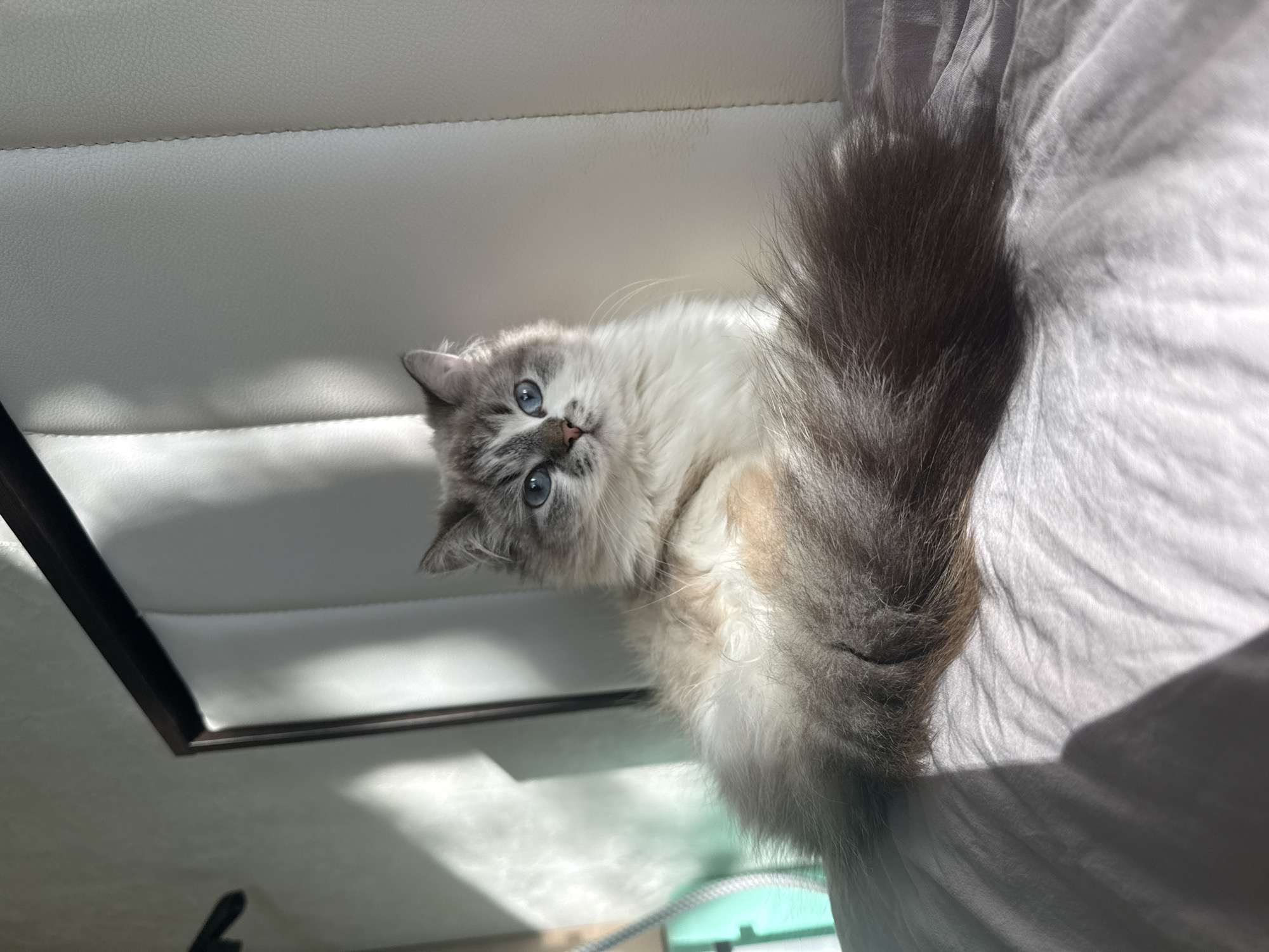 A grey and white Ragdoll cat with blue eyes is laying on a white surface with a grey sheet in the background. The cat is looking up at the camera. The scene appears to be indoors. The location is not discernible.