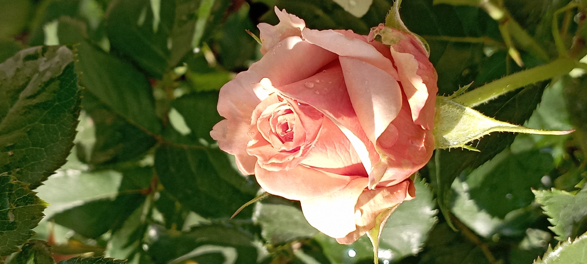A close-up, eye-level shot captures a single, delicate pink rose in bloom. The rose's petals are tightly furled in the center, gradually unfurling outwards, with some petals showing lighter pink or white edges. Tiny water droplets glisten on the petals, suggesting recent rain or dew. The rose is set against a backdrop of lush, green foliage, which is slightly blurred, creating a soft bokeh effect. The leaves are a deep green and appear to be from the same rose bush, with some illuminated by sunlight, highlighting their texture and veins. A thorny stem and sepals are visible at the base of the rose. The lighting suggests it is daytime, with sunlight casting soft shadows and illuminating the rose's delicate features. The image does not contain any people or indications of a specific location within a city.