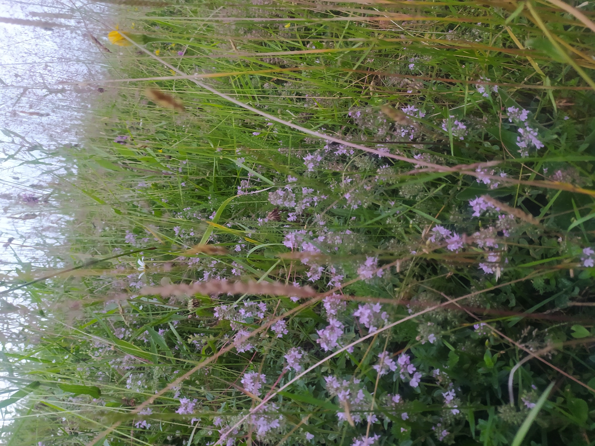 The image depicts a close-up view of a dense meadow with abundant green grass and numerous small purple flowers, indicative of wild thyme, in Hoverla, Ukraine. The foliage is lush and varied, with some taller stalks of grass interspersed among the lower-growing flowering plants. A few dried grasses and seed heads are also visible, adding texture to the scene. The overall impression is one of natural, undisturbed growth, suggesting an outdoor environment likely in a rural or park-like setting within the city. The lighting appears to be natural daylight, with a slightly overcast sky contributing to a soft, diffused illumination. No people or animals are clearly discernible in the image. The focus is on the botanical elements, creating a serene and detailed portrayal of a meadow in bloom.