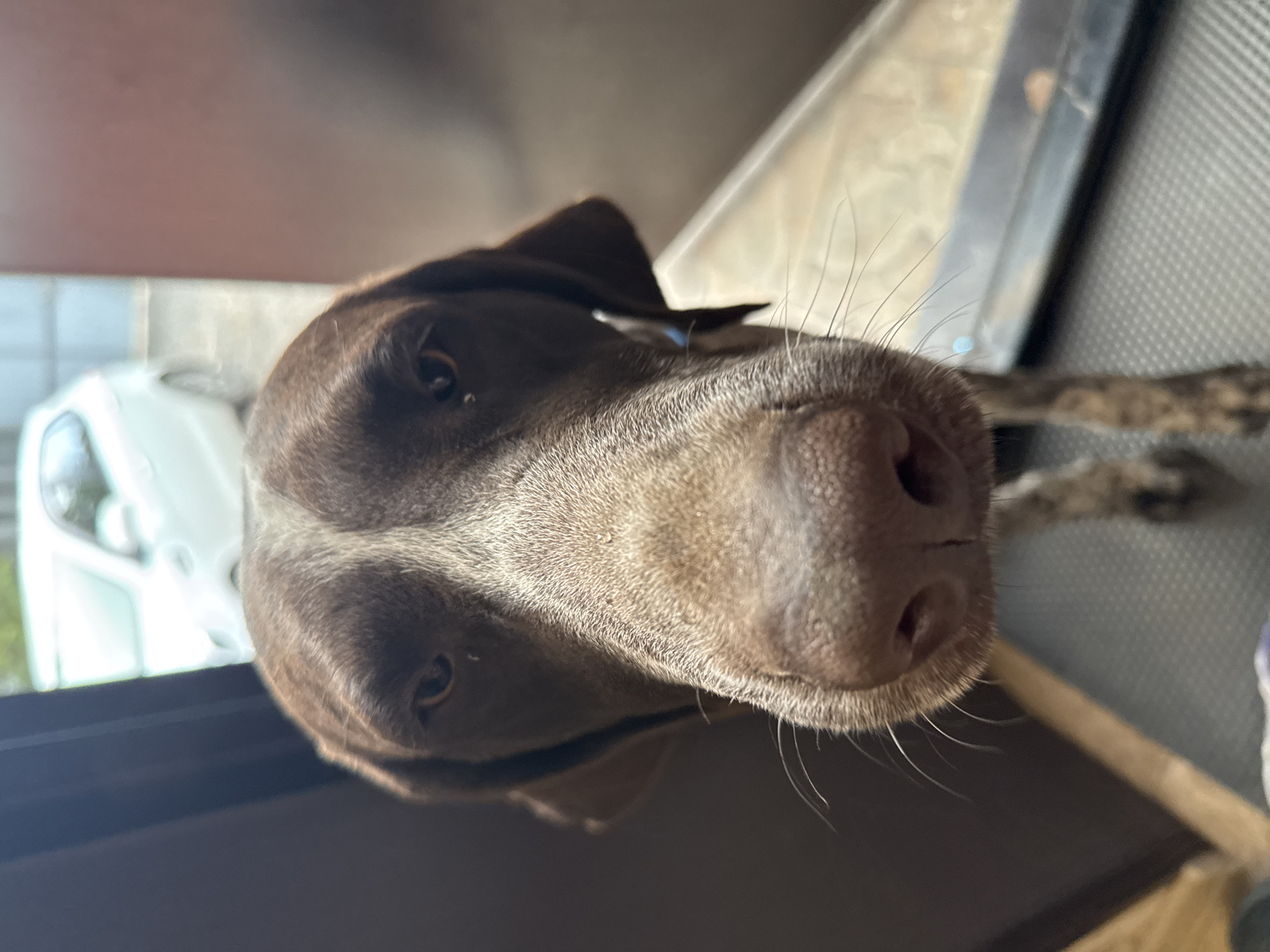 A close-up, tilted view depicts the head of a German Shorthaired Pointer. The dog's face is predominantly brown, with white markings between the eyes. Its nose is large and pink. Its ears are dark brown and drooped. The image is taken indoors, with a window and car visible in the background. The image provides no information regarding the location in the city of Rostov-on-Don, Russia.