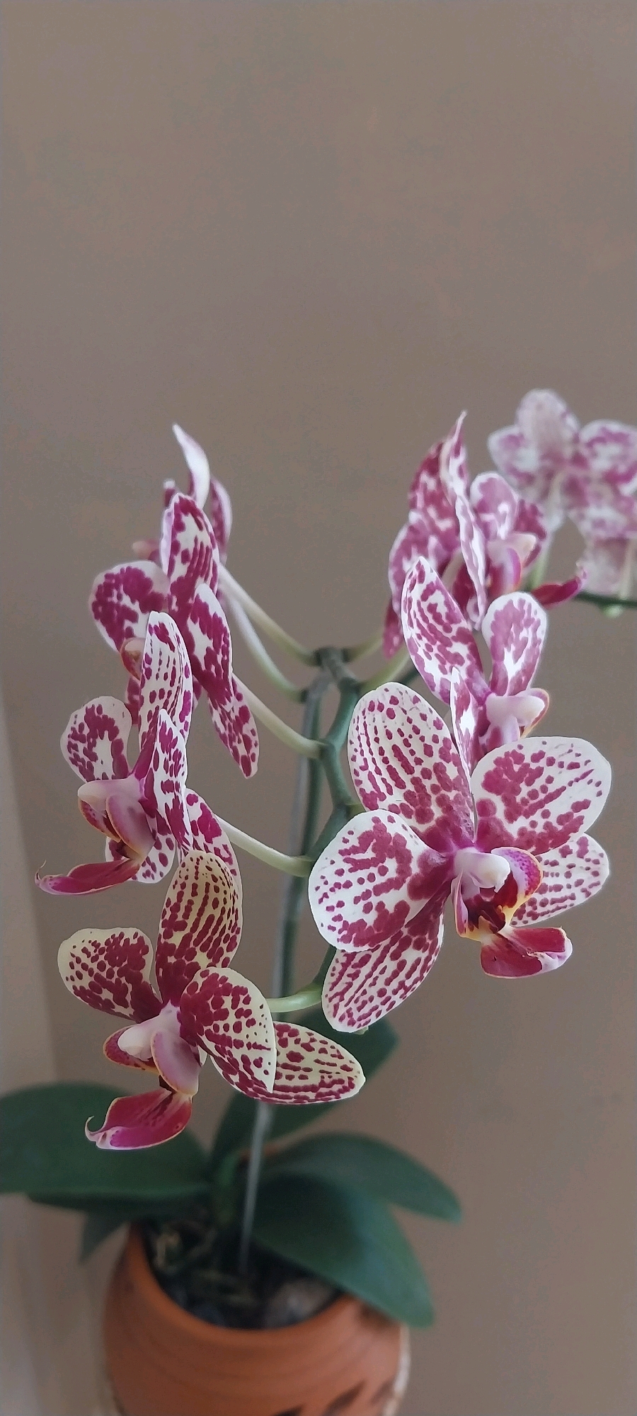 The image shows a close-up of a potted orchid plant with multiple blooms. The flowers are white with striking magenta spots and splashes. The petals are delicate and some are slightly curled. The plant has green leaves and is in a terracotta pot with a textured pattern. The background is a plain, light brown color. The photo appears to be taken indoors. There is no indication of the location in Kloncing, Indonesia.