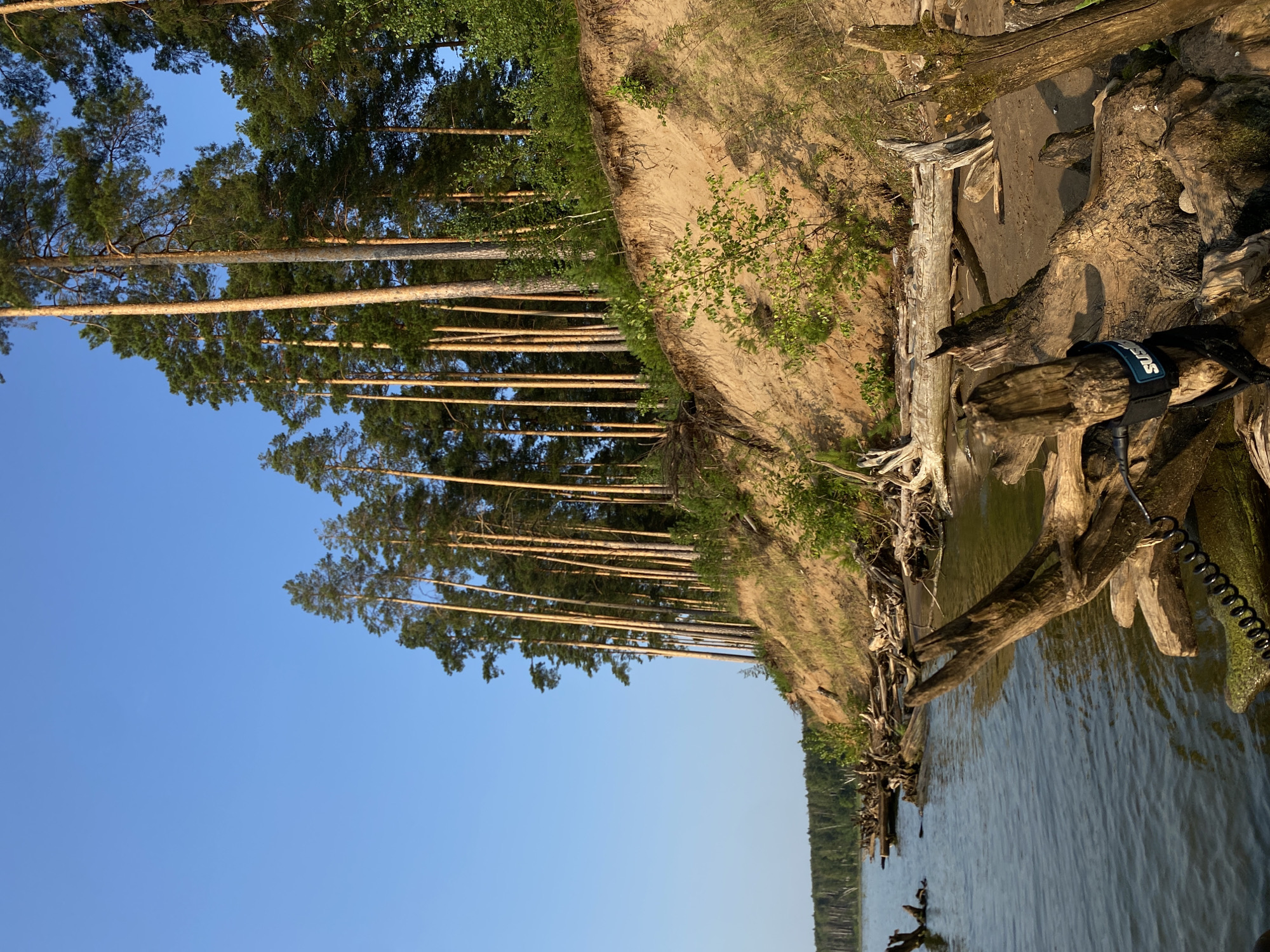 The image depicts a natural scene on the bank of the Kama River in Chaykovsky, Russia. A steep, sandy embankment rises from the water's edge, densely populated with tall pine trees. The water itself is calm, with visible ripples on the surface. The foreground is dominated by a collection of weathered driftwood and logs, some partially submerged in the water and others scattered on the sandy shore. One of the logs in the foreground has a black strap with a blue and white logo on it. The sky above is a clear, bright blue. The overall impression is one of a serene, natural environment, likely a popular spot for outdoor recreation.