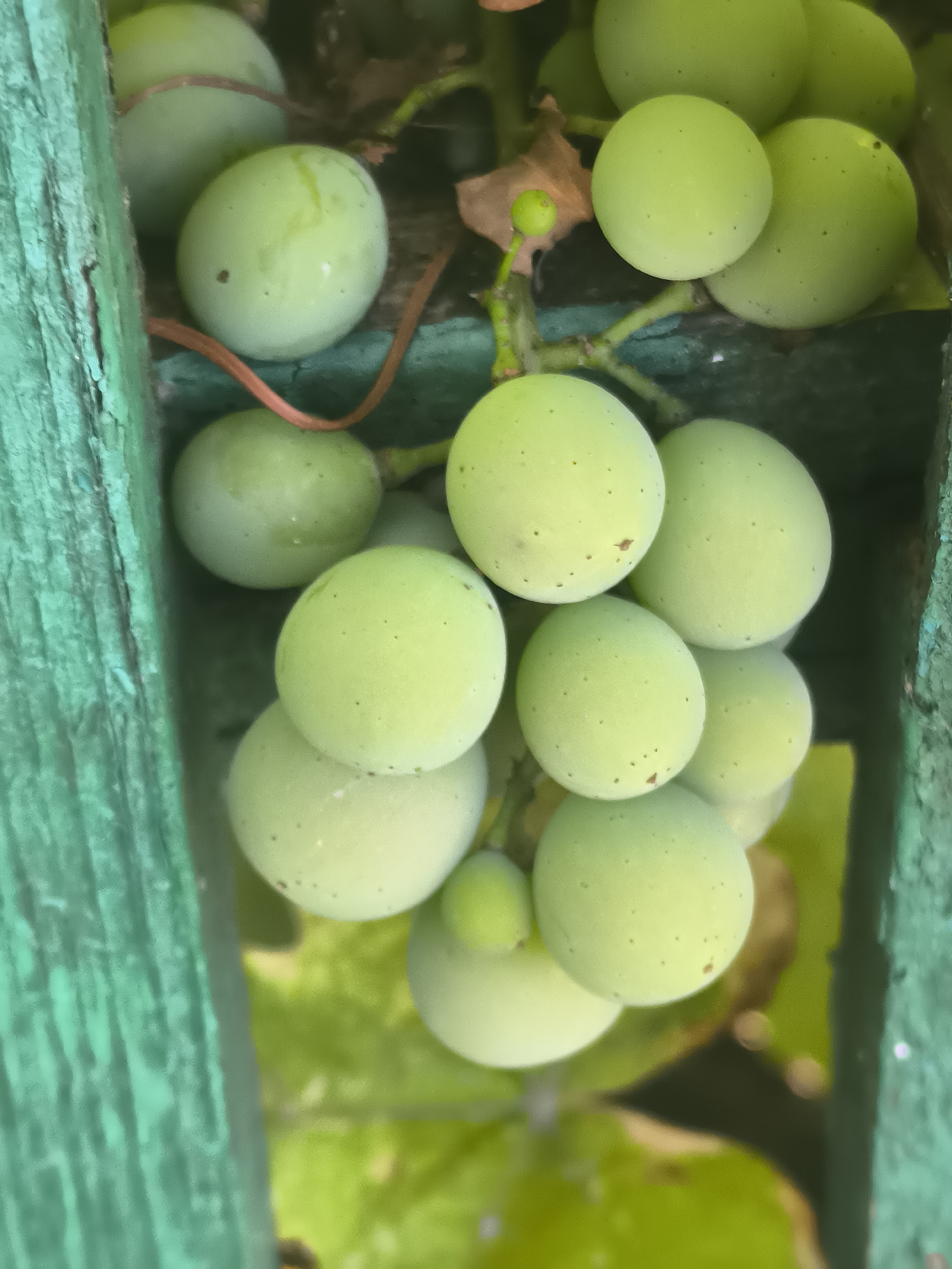 In Dobrogea Veche, Moldova, a close-up shot captures a cluster of unripe green grapes hanging amidst a weathered, peeling green wooden structure. The grapes, varied in size and shape, exhibit a dusty surface with occasional small dark spots. A thin, reddish vine or tendril weaves through the cluster. The background is blurred, suggesting foliage and a slightly out-of-focus environment, with the texture of the aged wood prominently featured in the foreground and right side of the frame.
