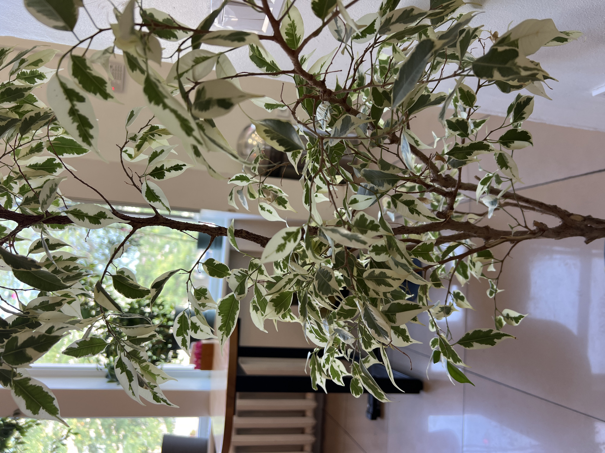 The image shows a close-up of a variegated Ficus benjamina plant indoors. The plant has branches with green and white leaves. In the background, out of focus, is a window with greenery visible outside. A round wooden table with black legs is also partially visible. The flooring appears to be light-colored tiles. The scene is likely from a residential interior in Odesa, Ukraine, given the context. There are no people or animals visible in the image. The lighting suggests an indoor setting with natural light coming from the window.