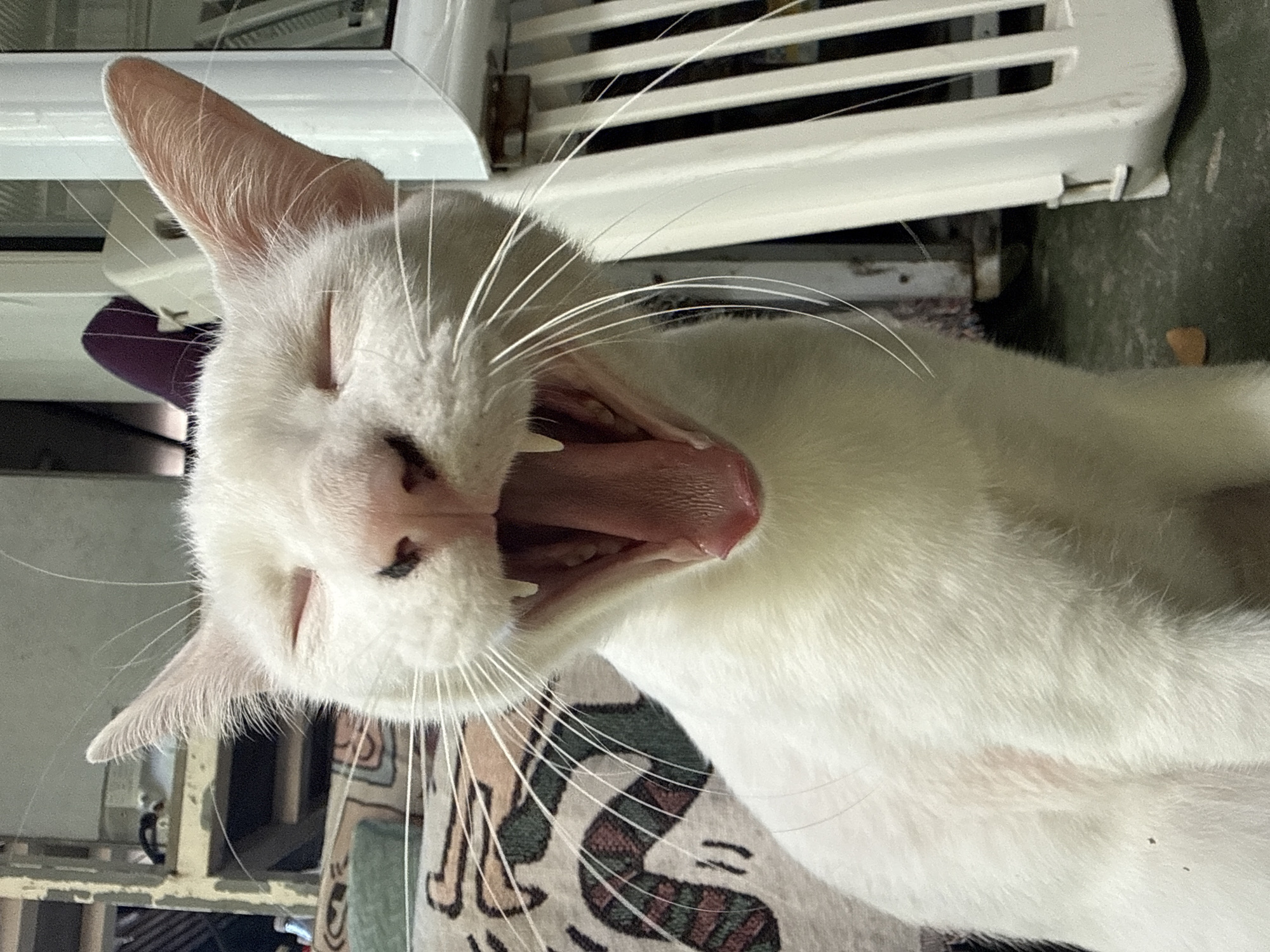 A close-up shot captures a white cat yawning with its mouth wide open, revealing its pink tongue and sharp teeth. The cat's eyes are closed, and its white whiskers are prominent against its fur. The background is a bit blurry, but suggests an indoor or semi-outdoor setting with some household items and a patterned fabric visible. The overall impression is a candid moment of the cat in a natural state. The location is specified as Tambon Ko Phangan, Thailand.