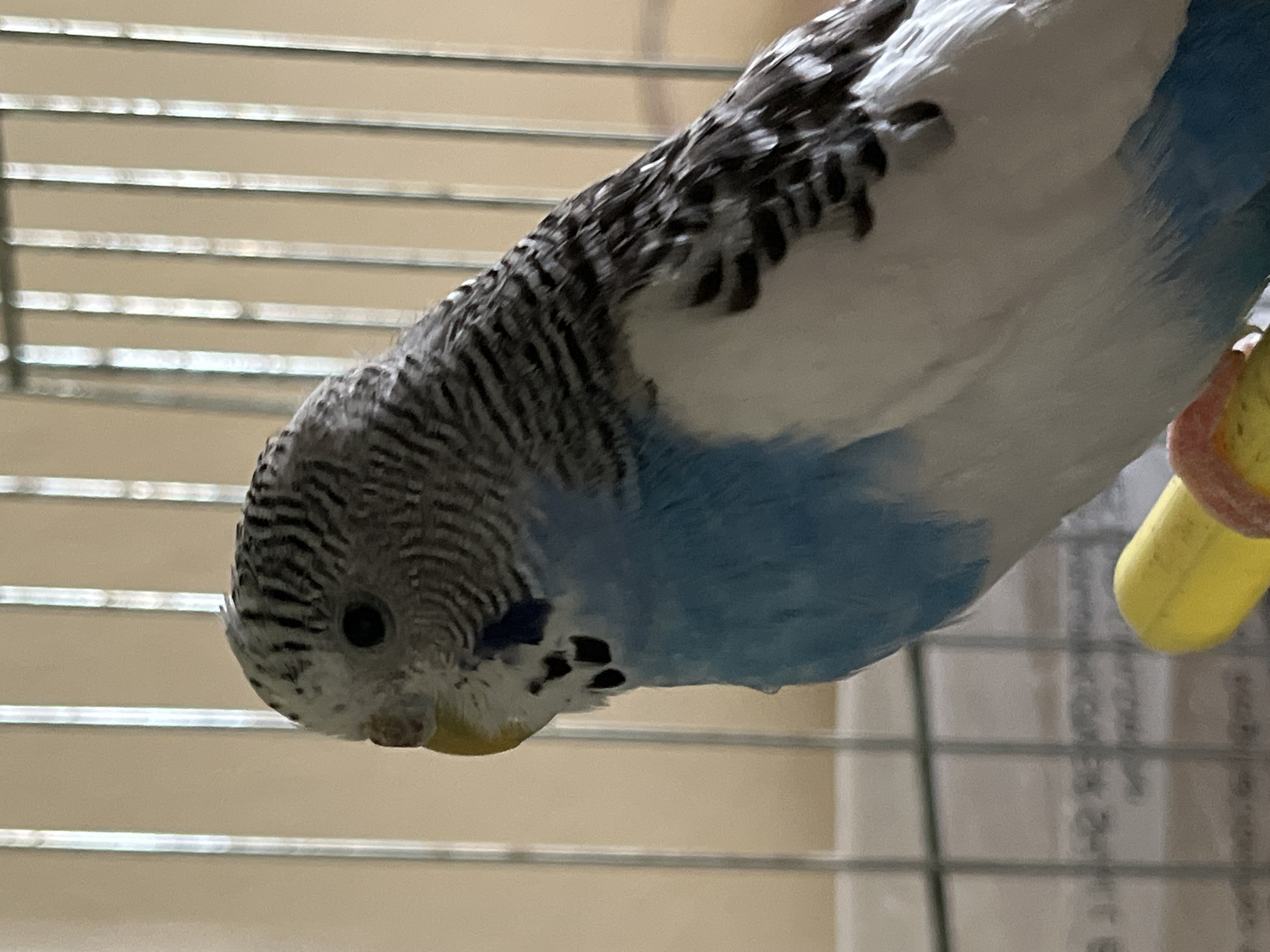 A close-up shot of a budgerigar, perched inside a cage. The bird has a predominantly blue and white plumage with black markings on the head and upper back. Its beak is yellow. The bird is perched on a yellow, ring-shaped object within the cage. The cage has a light-colored, slatted background. The location is not discernable. No people are visible.
