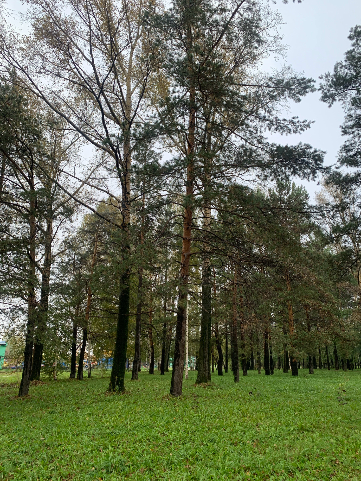 The image depicts a park in Prokopyevsk, Russia, on an overcast day. A dense stand of tall trees, including pines and birches, dominates the scene. The ground is covered in lush green grass, with some fallen leaves scattered about, indicating it is likely autumn. In the background, glimpses of fences and some low-lying structures suggest the park is bordered by a residential or recreational area. There are no people or animals visible in the image, and no discernible actions are taking place. The atmosphere is serene and natural, characteristic of an urban park setting.