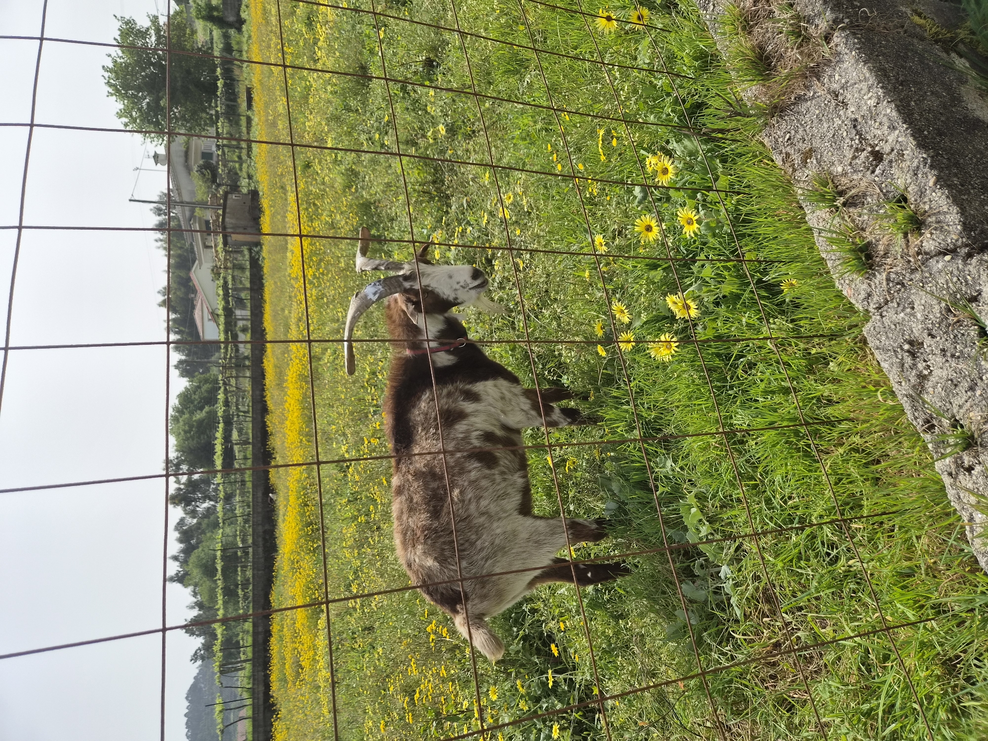 A medium, outdoor shot shows a goat standing in a field of yellow flowers and green grass near a wire fence on what appears to be a cloudy day in Esposende, Portugal. The goat is brown and white with two long, light-colored horns. It wears a red collar and appears to be looking upwards. Behind the fence, the field of yellow flowers stretches into the distance and trees are visible. A cement wall or structure is seen to the right of the frame.
