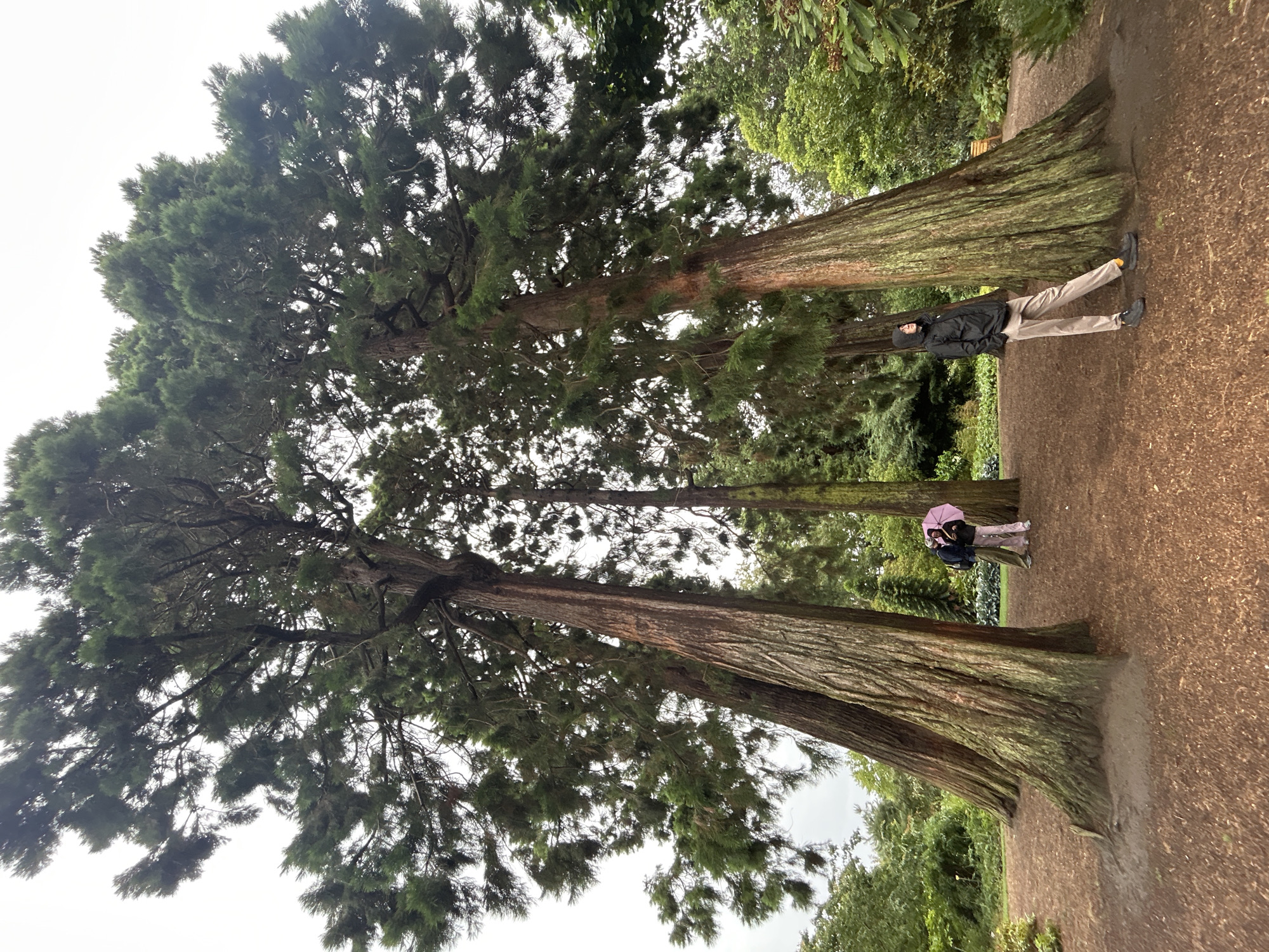In this vertical, full-shot photograph, two individuals are captured standing amidst a grove of towering trees with thick, reddish-brown bark. The trees are positioned in a line, with their trunks dominating the foreground and midground. The foliage of the trees is dense and green, with a lighter, overcast sky visible through the branches. The ground is covered in a reddish-brown path, possibly made of gravel or mulch, which is slightly damp, suggesting recent rain.
To the right of the frame, a person is seen from the knees down, wearing light-colored pants, dark shoes, and a dark jacket. They are posed with their legs spread apart, leaning against one of the large tree trunks. Further back and slightly to the left, a second individual is visible, also from the knees down. This person is holding a closed pink umbrella and appears to be wearing a dark jacket and light-colored pants. The second individual seems to be standing slightly behind and to the side of the first, creating a sense of companionship. The overall impression is one of a peaceful, somewhat damp day in a park or botanical garden. The lighting suggests it might be daytime, likely overcast. The lush greenery and the immense scale of the trees hint at a location with mature woodland.