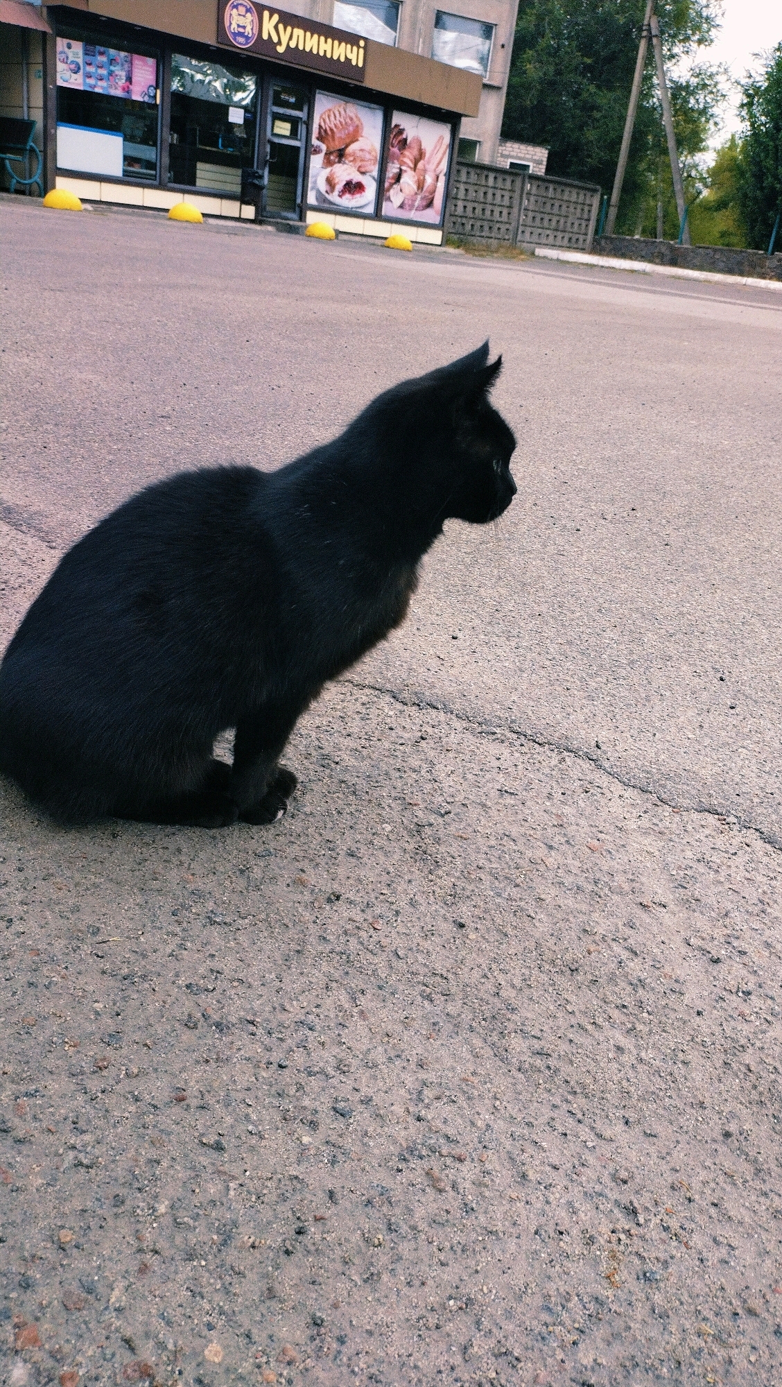 A black cat is sitting on an asphalt surface in front of a store. The store has a sign that reads "Кулиничі" in yellow letters and features images of bread and pastries in its windows. Yellow bollards are placed in front of the store. The environment appears to be urban, with a building and trees visible in the background. The cat is facing to the right, with its ears pointed upwards. The asphalt surface shows cracks and small stones. This scene is located in Horishni Plavni, Ukraine.