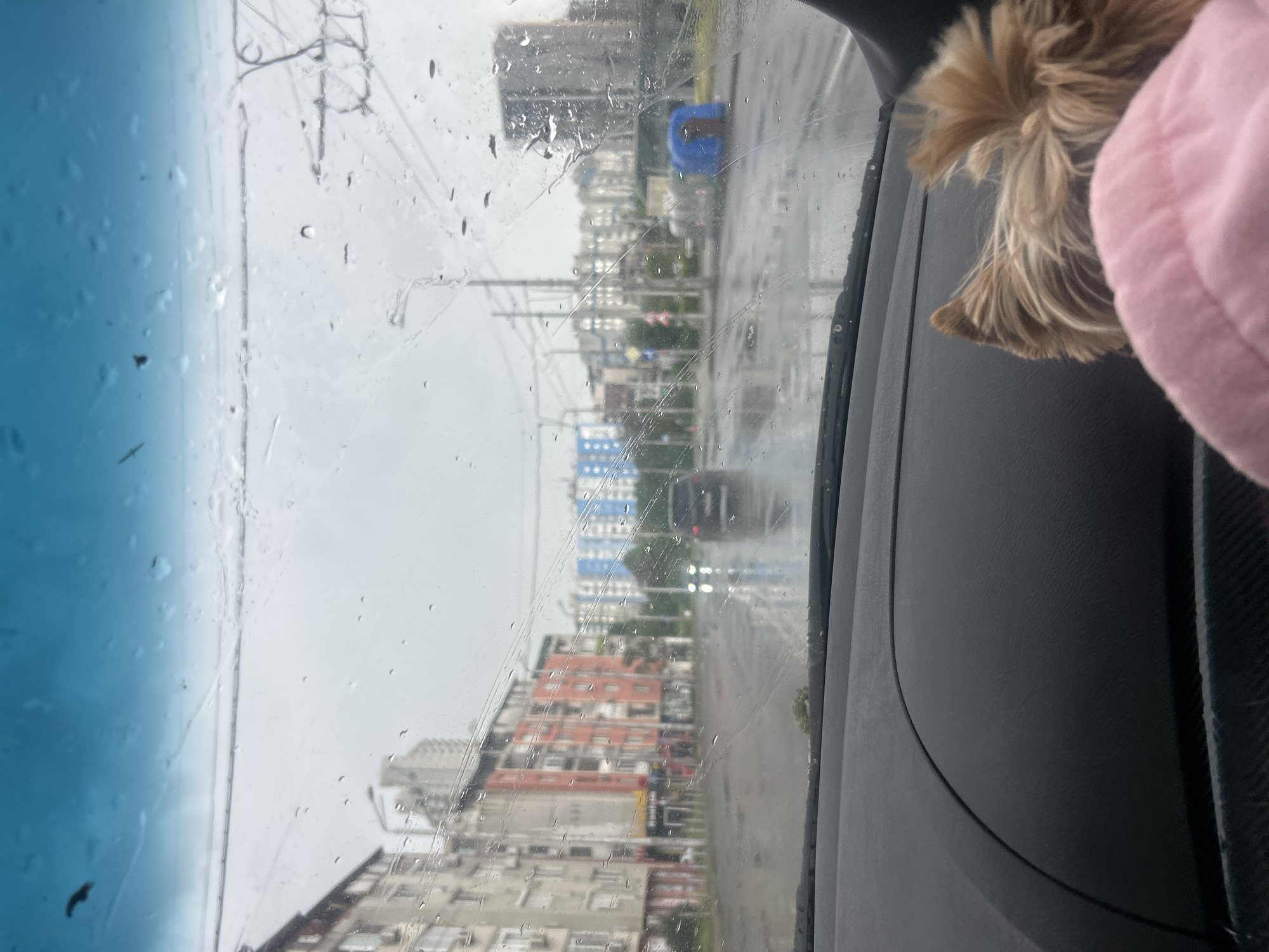 The image depicts a rainy urban scene viewed through a car windshield. Buildings line the street, and a car is visible in the distance. A dog and a person wearing a pink sweater are in the passenger seat. The location is Burgas, Bulgaria.