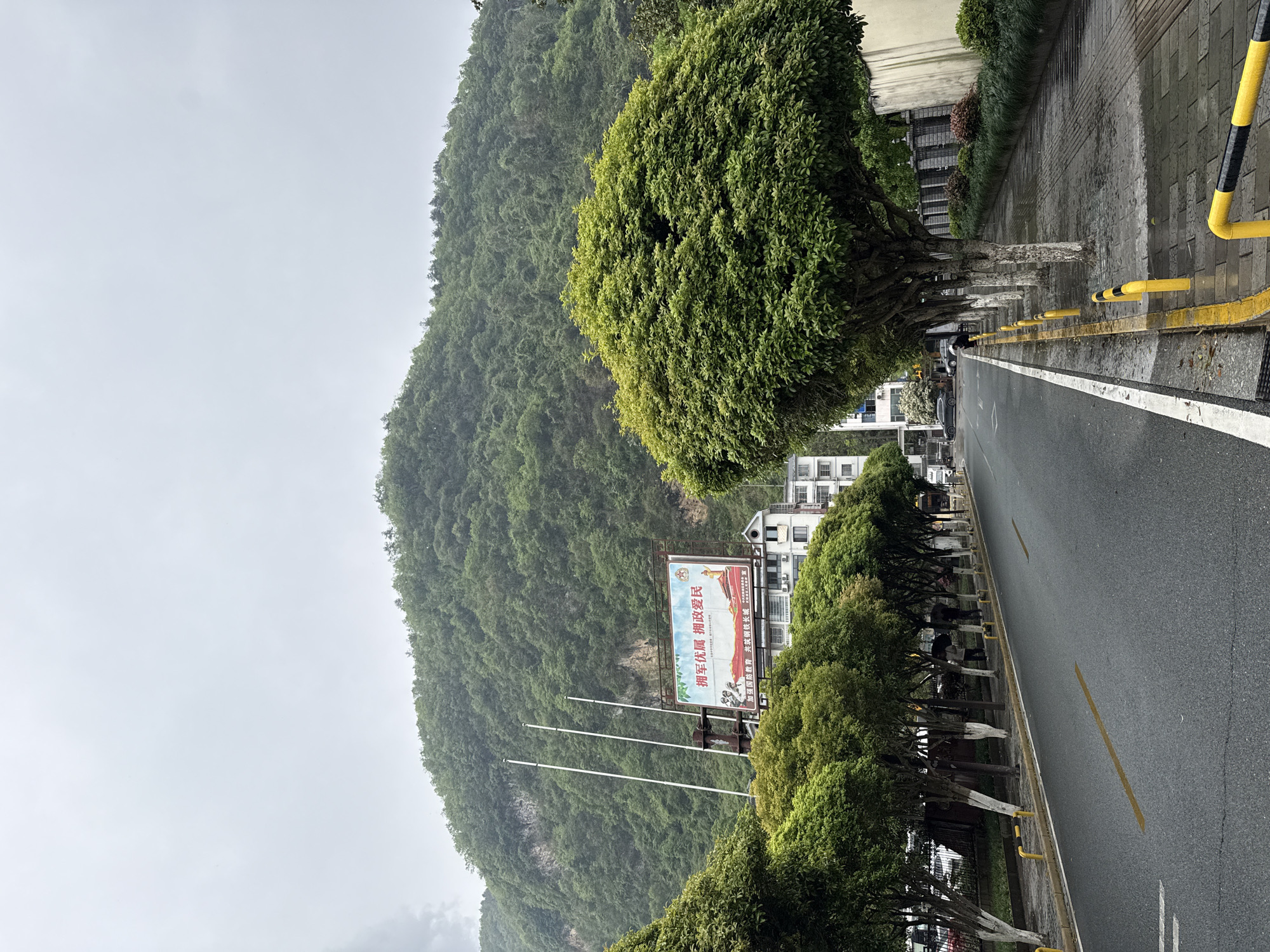 This image captures a street scene set against a backdrop of a lush, mist-shrouded mountain, likely in Wulingyuan, China, given the location context.
The dominant feature on the left is a steep mountain slope, densely covered in vibrant green foliage, indicating a rich, possibly subtropical environment. The upper reaches of the mountain disappear into a light grey, overcast sky, suggesting either mist, low clouds, or simply an overcast day.
To the right, an asphalt road runs parallel to the mountain, featuring a faded yellow dividing line and a white solid line on its outer edge. A wide sidewalk, constructed of grey rectangular pavers, flanks the road. Along the edge of the sidewalk are yellow bollards, some with black stripes, serving as barriers.
A line of neatly trimmed, mature trees with full green canopies separates the road and sidewalk from the mountain. Some of these trees have white paint on their lower trunks. Behind these trees, and closer to the mountain, several multi-story white buildings are visible.
A prominent billboard stands in the mid-ground, featuring Chinese text and an illustration. The main red characters read "拥军优属 拥政爱民" (Yōng jūn yōu shǔ yōng zhèng ài mín), translating to "Support the army and give preferential treatment to their families, support the government and cherish the people." Below this, in smaller text, it states "加强国防教育 共筑钢铁长城" (Jiāqiáng guófáng jiàoyù, gòng zhù gāngtiě chángchéng), meaning "Strengthen national defense education, jointly build a great wall of steel." The illustration on the billboard depicts a woman, possibly in traditional attire, with a basket. In front of the billboard are three tall, empty flagpoles.
The day appears to be overcast, with soft, diffused light. The pavement looks slightly damp, suggesting recent rain or high humidity. No specific activity or individuals are clearly visible, but several vehicles are parked further down the street, indicating a typical urban or semi-urban setting. The overall impression is one of a harmonious blend of nature and human infrastructure.