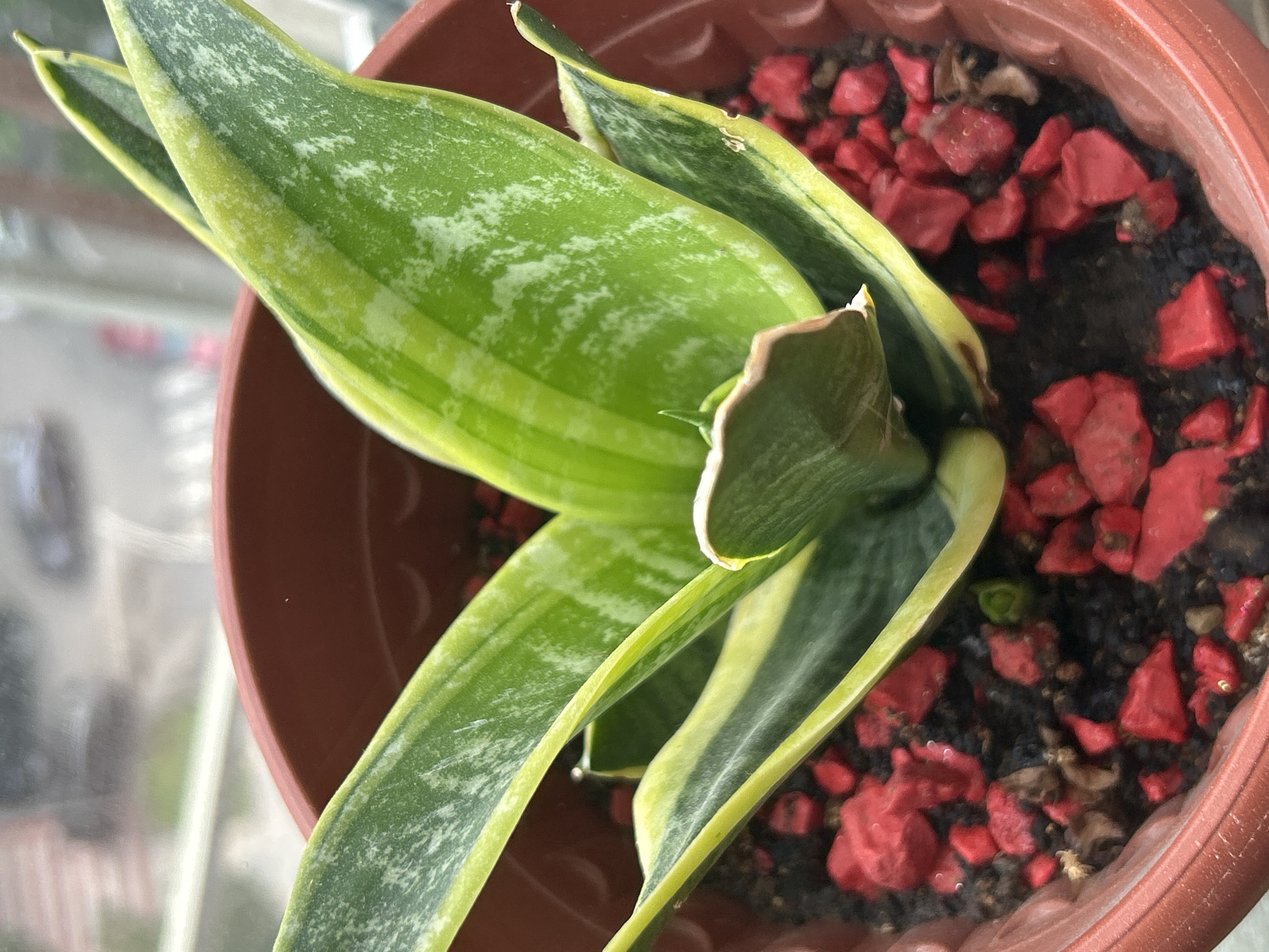 The image shows a potted snake plant, likely a Sansevieria trifasciata 'Golden Hahnii' variety, inside a brown plastic pot. The soil is covered with small red decorative rocks. The plant sits indoors near a window, as suggested by the blurred cityscape visible through the glass. Although it's hard to determine location details from this photo, based on the prompt the location is presumed to be in Tbilisi, Georgia. No people, actions, or interactions are depicted.