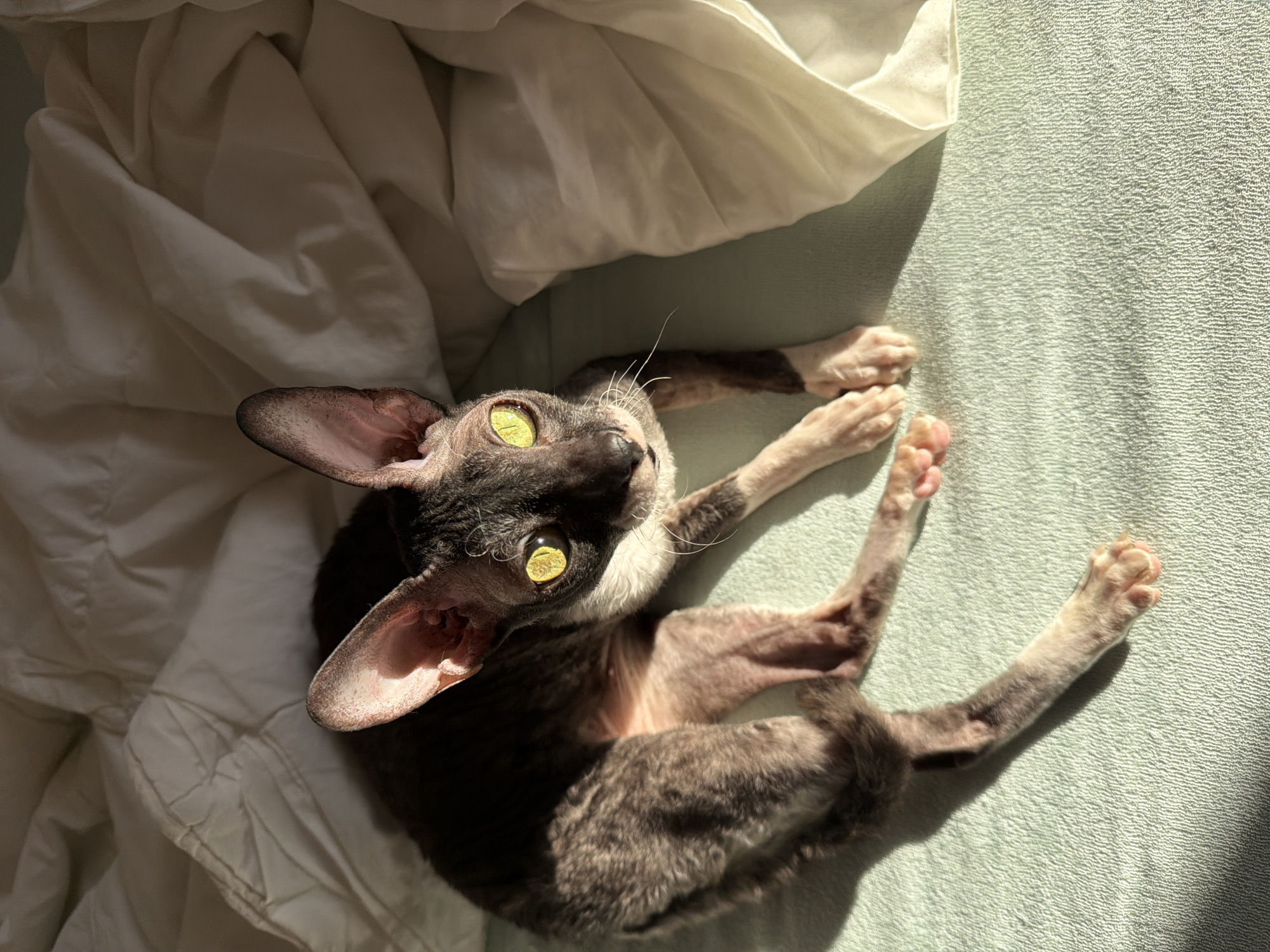 A medium shot shows a Cornish Rex cat with striking yellow eyes, dark grey fur with brindled patches, and pinkish skin, lying on a light green textured surface, possibly a bedsheet. The cat is positioned in the lower left quadrant of the image, with its body curled and its head turned towards the viewer. Sunlight casts strong shadows across the scene. To the right of the cat, a white duvet is loosely draped, creating folds and shadows. The background is dominated by these crumpled white linens. The scene is indoors, bathed in natural light. There is no information to determine the location in the city of Yekaterinburg, Russia.