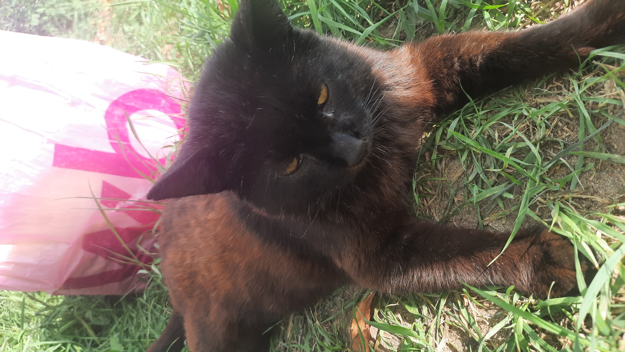 A medium shot captures a black cat lying on green grass in front of a bright pink and white bag with a large pink letter "b" visible on it. The cat is lying down, with its front paws extended forward and its head turned slightly to the right, looking down. Its fur is a deep black with reddish-brown highlights, particularly on its chest and legs. The cat's eyes are a yellow-green color. Sunlight casts dappled shadows on the grass and the cat's fur. The background is slightly blurred, showing more grass and foliage. The pink and white bag appears to be a shopping bag. The overall impression is that of a domestic cat relaxing outdoors in a park or garden area.