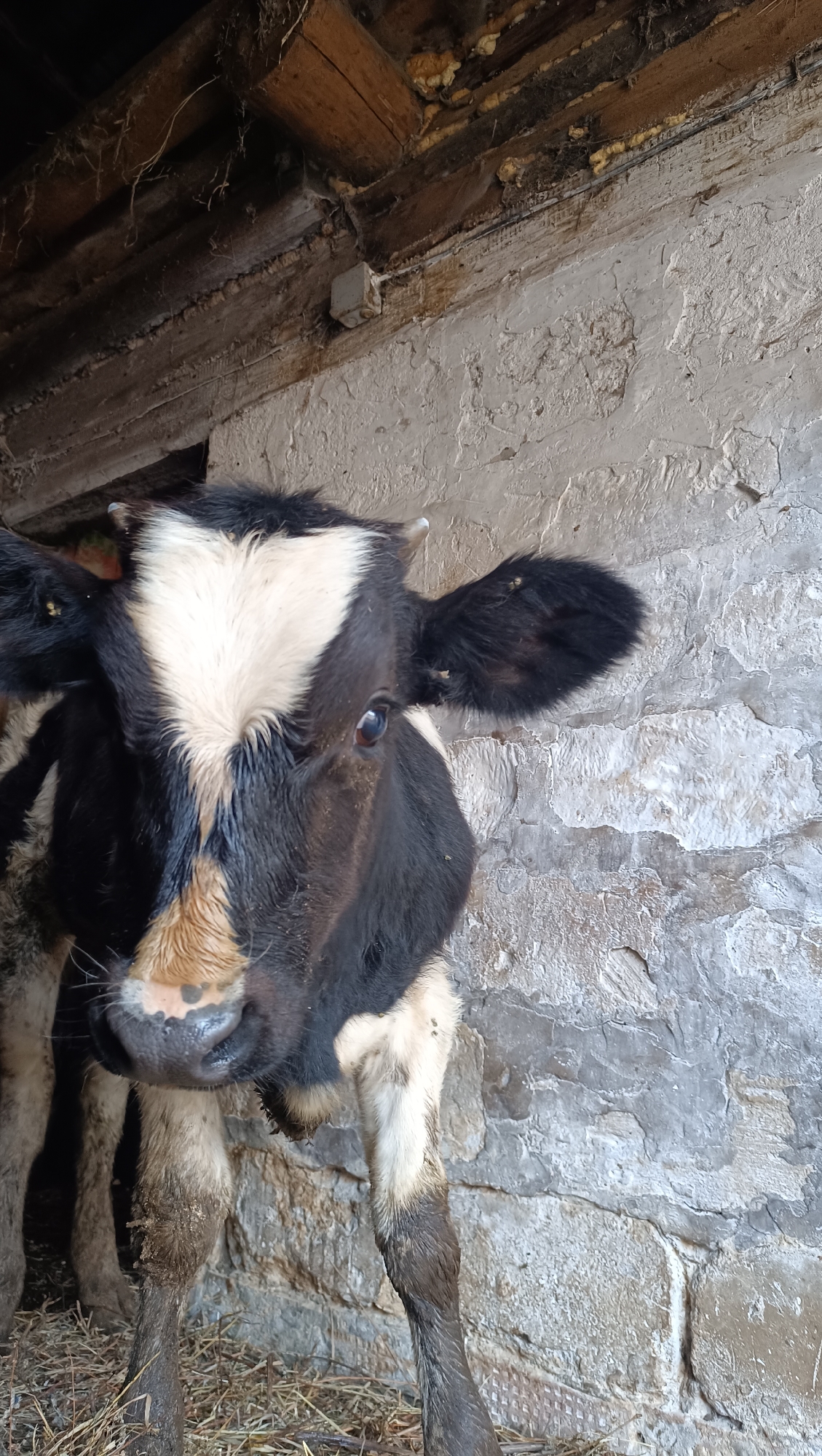 A black and white calf stands in a dimly lit, rustic enclosure. The calf's head is the focal point, its large, dark eyes looking directly at the camera. Its fur is a mix of black and white, with a distinct white blaze on its forehead. The calf's legs appear muddy, indicating a farm or stable environment. The background consists of a rough, stone wall and wooden beams overhead, suggesting an older structure. The overall impression is one of simple, rural life. This scene is located in the city of Karsha, Russia.