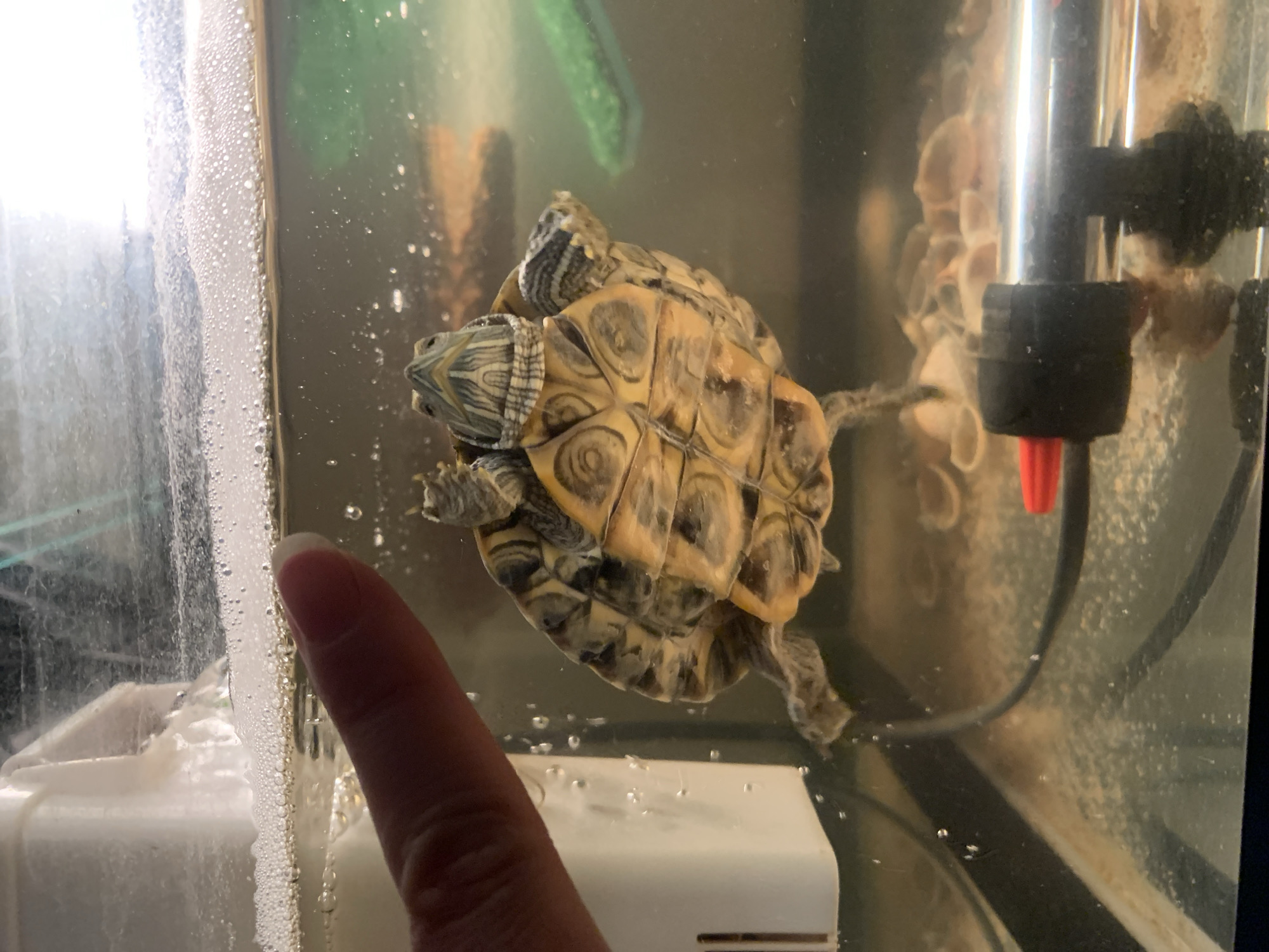 A close-up shot inside an aquarium shows a small turtle clinging to the glass. Its shell is patterned with yellow and black markings. The turtle's head has striped patterns. A finger is visible pointing towards the turtle and the aquarium glass. The inside of the tank is somewhat murky, and there is a heater with a red indicator visible on the right. There are no indications of the image's location or a city name.