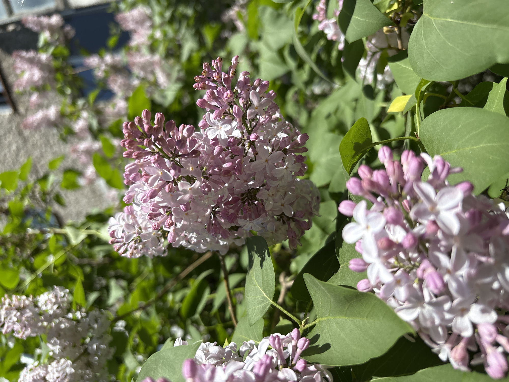 The image shows a close-up of a blooming lilac bush in the city of Izhevsk, Russia. The lilac flowers are a mix of light purple and white, arranged in clusters amidst green leaves. The image is taken during daylight hours, with sunlight illuminating the flowers and leaves. The background includes blurred foliage and a partial view of a building, suggesting an urban setting. There are no people or other subjects visible in the image.
