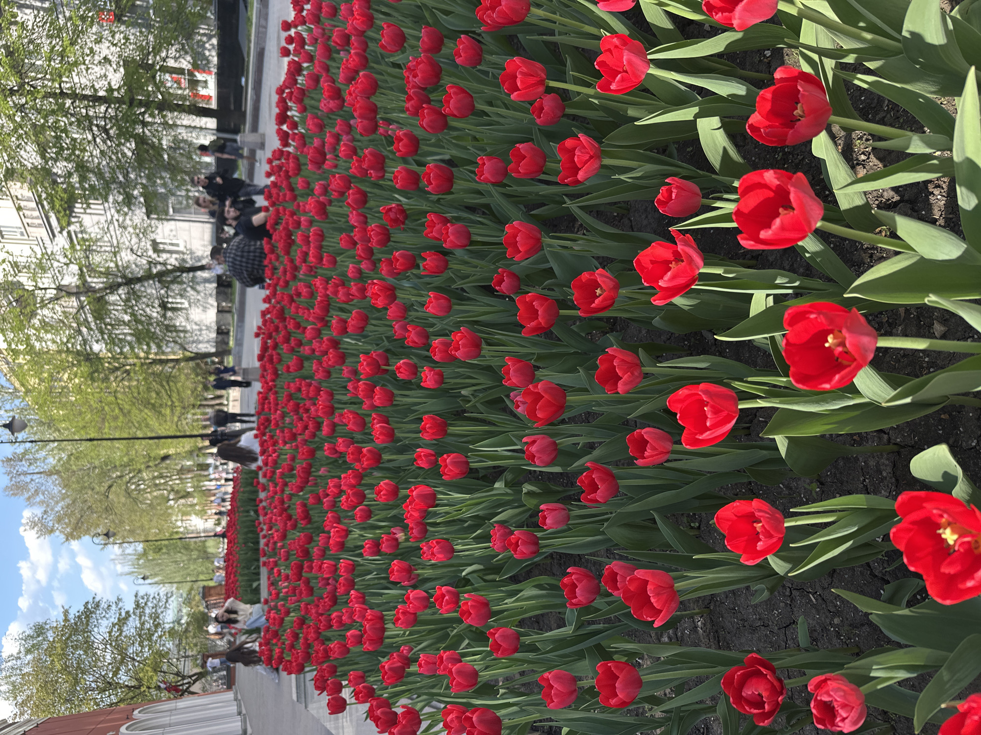 The image captures a vibrant field of red tulips in full bloom, likely in a city park setting. Rows of tulips are tightly packed together, forming a dense carpet of color. In the background, there's a pedestrian walkway with people strolling, suggesting a public space. Trees with budding leaves and buildings are also visible, indicating an urban environment. The scene is bathed in sunlight, enhancing the vividness of the tulips.