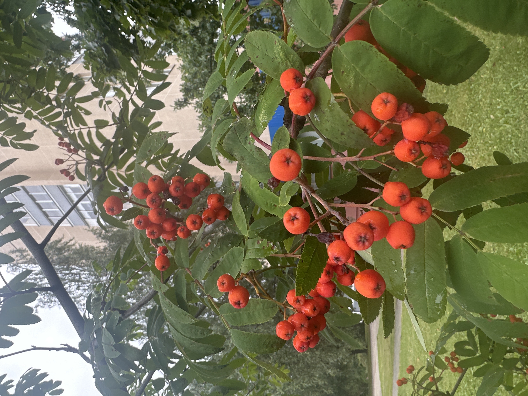 The image shows a branch of a rowan tree with clusters of ripe, red berries, in the foreground. The tree is situated outdoors, with green grass and a paved area visible in the background. Behind the grass, there is a building, likely an apartment building, with a light-colored facade and several windows. The sky is overcast. The scene appears to be a typical urban landscape in Minsk, Belarus, during the late summer or early autumn, given the ripeness of the berries. There are no people or animals visible in the image. The focus is on the rowan berries and the surrounding foliage, with hints of the urban environment beyond.
