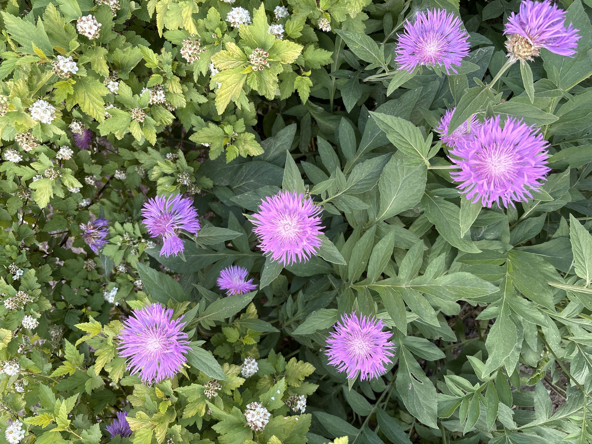 This forensic description pertains to an image taken in the city of Chaikovsky, Russia. The scene depicts a dense ground-level view of mixed plant growth. The dominant subjects are approximately eight vibrant purple, thistle-like flowers, consistent with *Centaurea* species. These flowers possess numerous slender, fringed petals radiating from a central disk. They are in various stages of bloom, with most appearing fully open and one in the lower right exhibiting a partially wilted or past-prime state. The foliage directly associated with these purple flowers consists of dark green, elongated, often lance-shaped leaves. Interspersed among these plants, particularly in the upper and peripheral sections of the image, is a shrub-like plant characterized by lighter green, lobed or serrated leaves, some displaying a yellowish-green hue. This shrub bears clusters of small, white, five-petaled flowers, some fully open and others appearing as tight buds or spent blooms. The overall environment suggests a natural or cultivated garden setting, with dense vegetation covering the ground. No human presence, animals, or artificial structures are visible. The lighting is natural, indicating an outdoor, daytime capture.