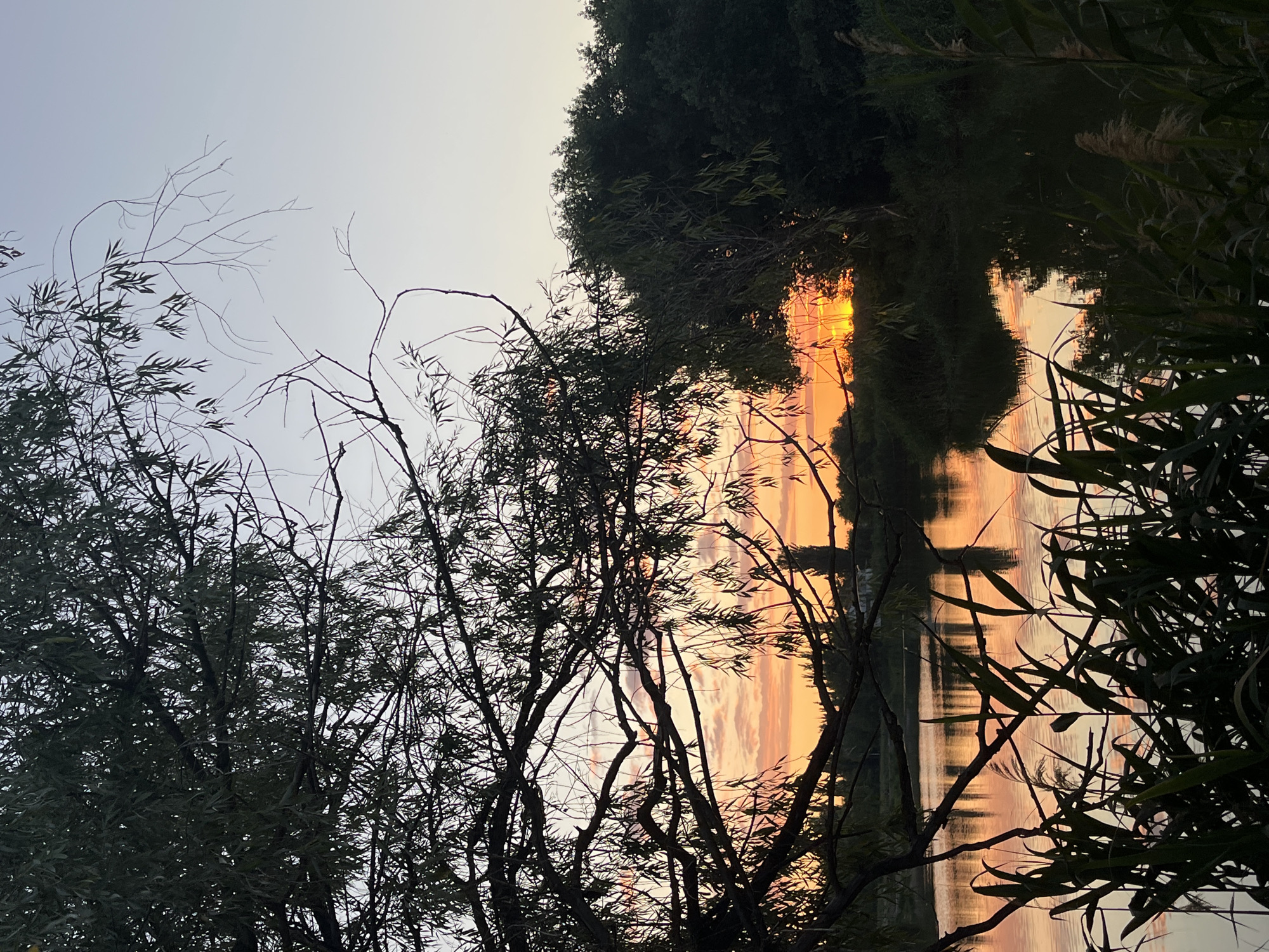 The image depicts a serene natural landscape during sunset, possibly in Kotovo, Russia. In the foreground, silhouetted reeds and tall grass line the edge of a tranquil body of water, which reflects the warm hues of the setting sun. The water is calm, with gentle ripples disturbing the perfect reflection of the sky and surrounding vegetation.
Dominating the left and center of the frame is the dark silhouette of a large tree with numerous branches and sparse foliage. The branches create a natural frame, drawing the viewer's eye towards the horizon.
The sky above is a gradient of soft colors, transitioning from a pale blue at the top to vibrant shades of orange, pink, and yellow near the horizon, indicative of a sunset. Wispy clouds are visible, catching the last rays of sunlight.
On the right side of the image, a dense cluster of dark green trees forms a backdrop against the colorful sky. Nestled within the trees on the right, the setting sun is partially obscured, casting a bright, golden glow. In the distance, on the horizon beyond the water, the faint outlines of buildings and more trees can be seen, suggesting a rural or semi-urban setting. The overall atmosphere is peaceful and picturesque. There are no people or animals visible in the scene.