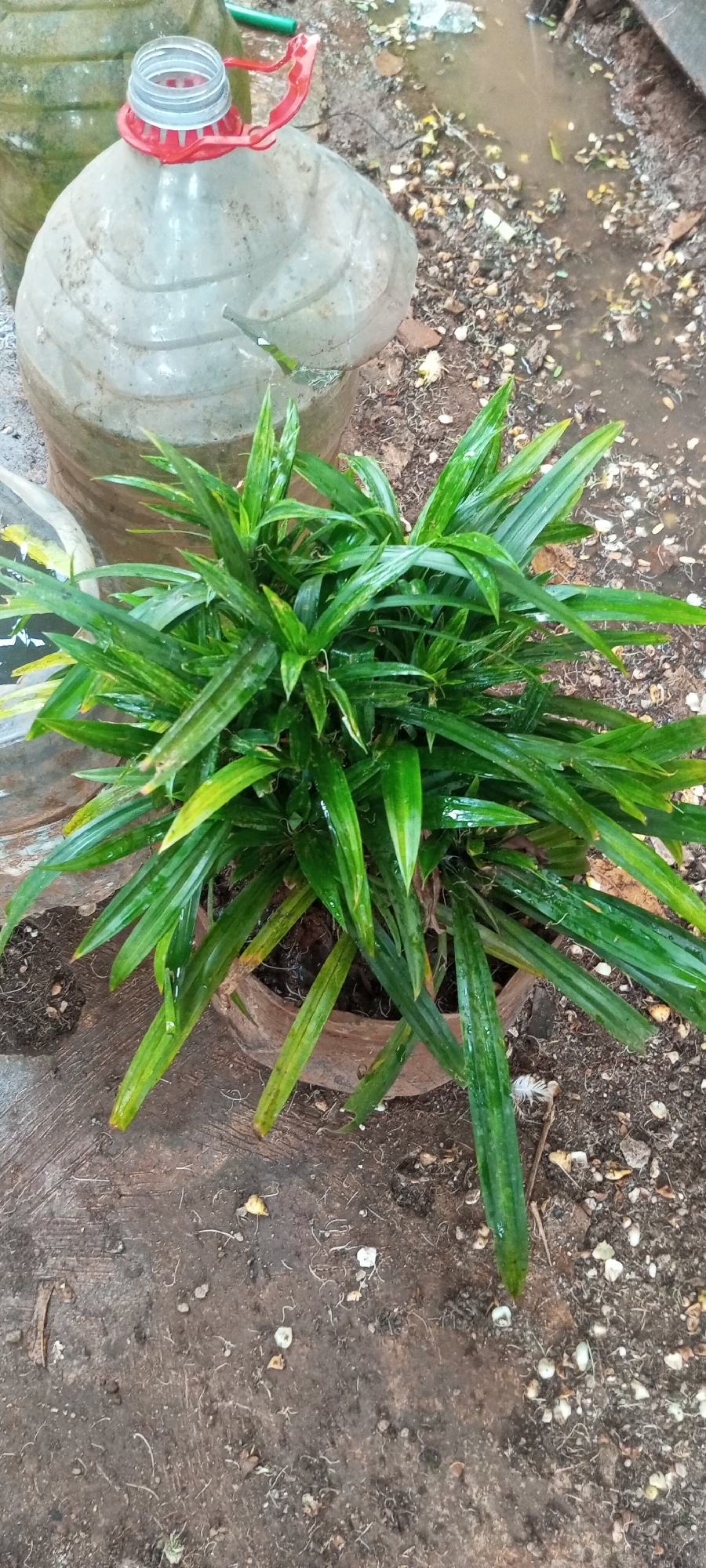 A potted green plant with long, thin leaves is situated on a weathered, brown wooden surface. The plant is in a circular, brown pot and appears slightly wet, with some leaves showing yellowing tips. Behind the plant, two large, translucent plastic containers are visible. The left container has a red lid with a white cap and a handle. The ground around the objects is a mix of dirt, small pebbles, and standing water. The overall scene suggests an outdoor environment, possibly a backyard or garden area in Taman Rahayu, Indonesia.