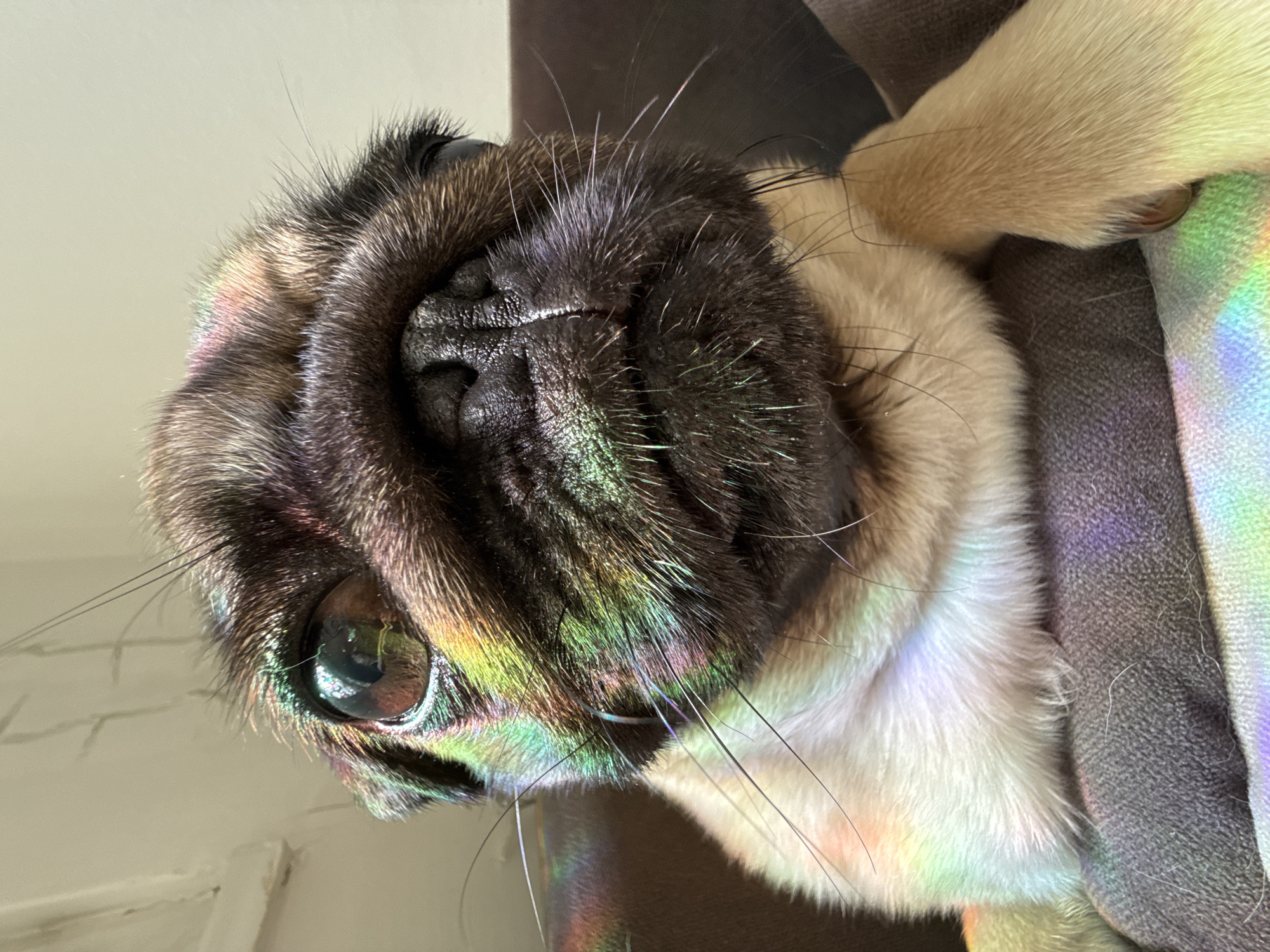 A close-up shot shows a pug dog's face at an unusual angle. The dog has a black muzzle and a light-colored coat. A rainbow reflection is cast across the dog's face. A paw rests near the dog's face. The background includes a dark grey fabric. The location is Unknown, Unknown.