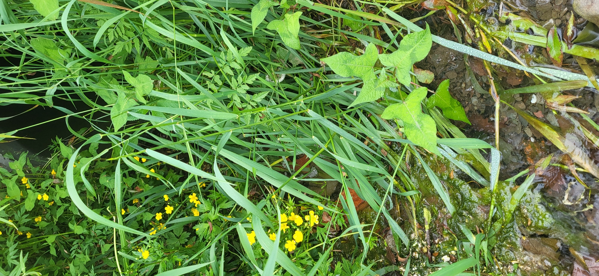 The image depicts a close-up view of lush green vegetation and water in Slavyanka, Russia. In the foreground, the edge of a body of water is visible, with submerged stones and fallen leaves. The water surface is reflective and slightly disturbed, indicating movement. Tall, slender green grass blades are prevalent, some of which are partially submerged. Scattered amongst the grass are small, bright yellow flowers, likely buttercups, adding pops of color to the scene. Larger, heart-shaped green leaves with lighter veining are also present, some appearing to be slightly wet. The background is filled with dense greenery, creating a natural and somewhat wild environment. A dark, possibly concrete or stone structure, is partially visible in the upper left, hinting at man-made elements within the natural setting. The overall impression is one of a damp, overgrown natural area, characteristic of a riparian zone or the edge of a garden.