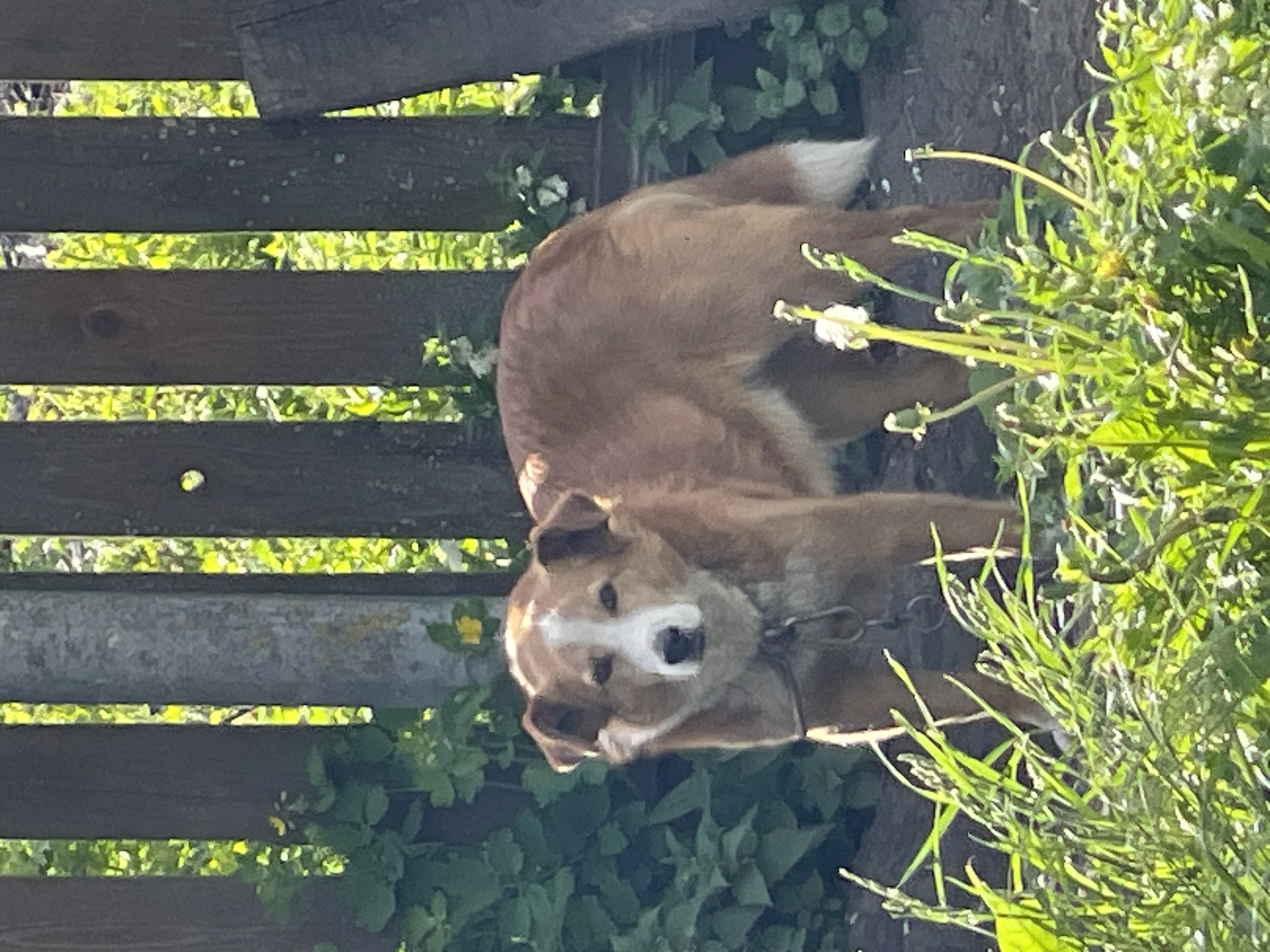 A medium-sized, brown and white dog is chained near a wooden fence in a grassy area. The location is Шеметово, Russia. The dog is lying down and facing the viewer. Vegetation surrounds the dog and the fence.