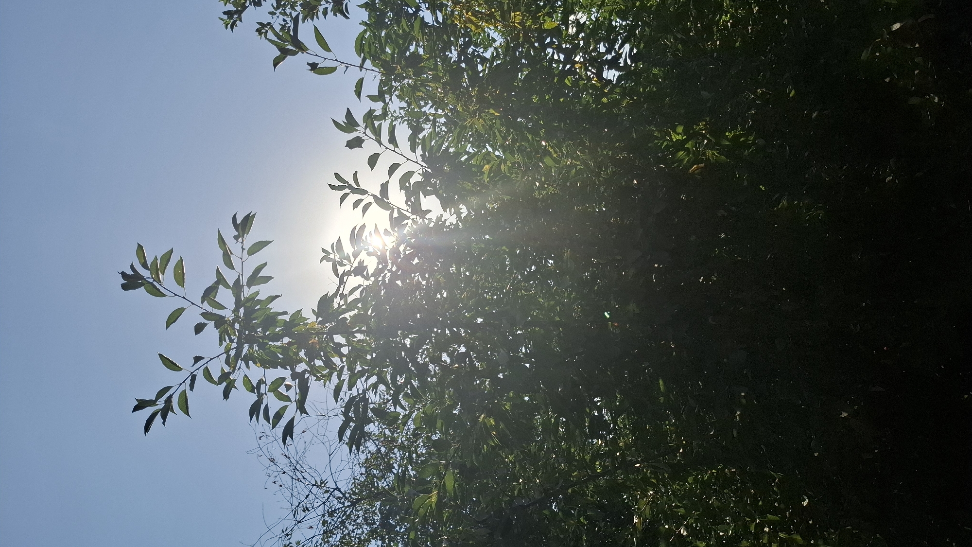 The image shows a sunlit sky with a tree in the foreground. The sun is shining through the leaves of the tree, creating a bright glare and lens flare. The sky is clear and blue. The image appears to have been taken outdoors in a natural setting, likely in the city of Shubarssu, Kazakhstan.
