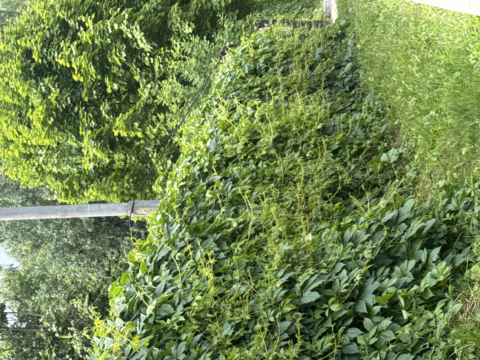 The image depicts a dense, green ivy hedge running along a paved sidewalk. A concrete utility pole with black wires is visible behind the hedge, along with a backdrop of lush green trees and foliage. The scene appears to be an outdoor setting in a city, potentially a park or residential area. The lighting suggests it is daytime. No people or specific landmarks are identifiable.