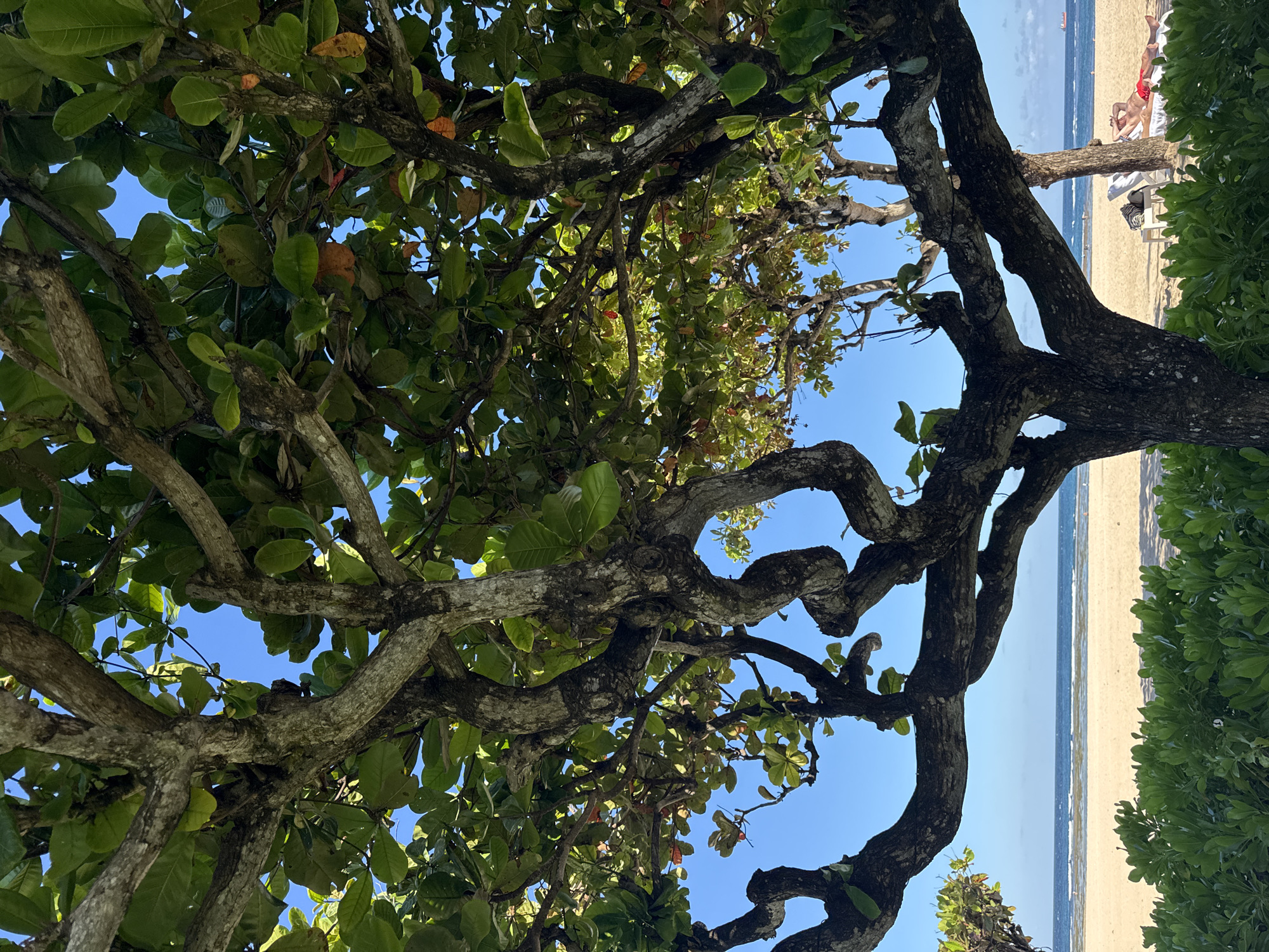 View of a beach in Kuta Selatan, Indonesia, through the branches and leaves of a tree. A sandy beach and ocean are visible in the background, and a person is lying on a beach chair.