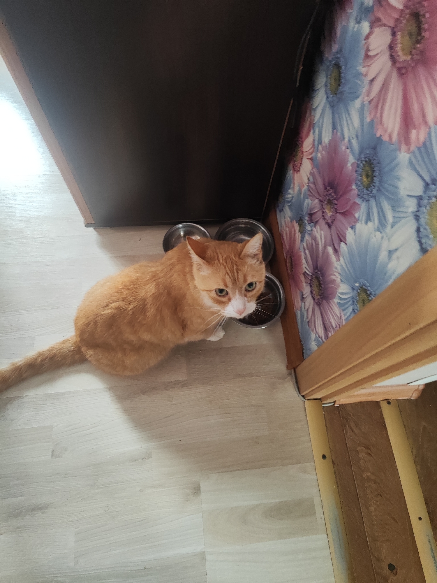 An orange tabby cat with white markings on its face is sitting on a light-colored wooden floor next to a food bowl. The cat is facing the camera and looking slightly to its right. Behind the cat, there is a dark brown wooden cabinet and a wall covered with a floral patterned fabric featuring large pink and blue flowers. To the right of the cat, a wooden door frame with yellow trim is visible. The scene appears to be indoors, likely in a residential setting within the city of Gvardeysk, Russia.