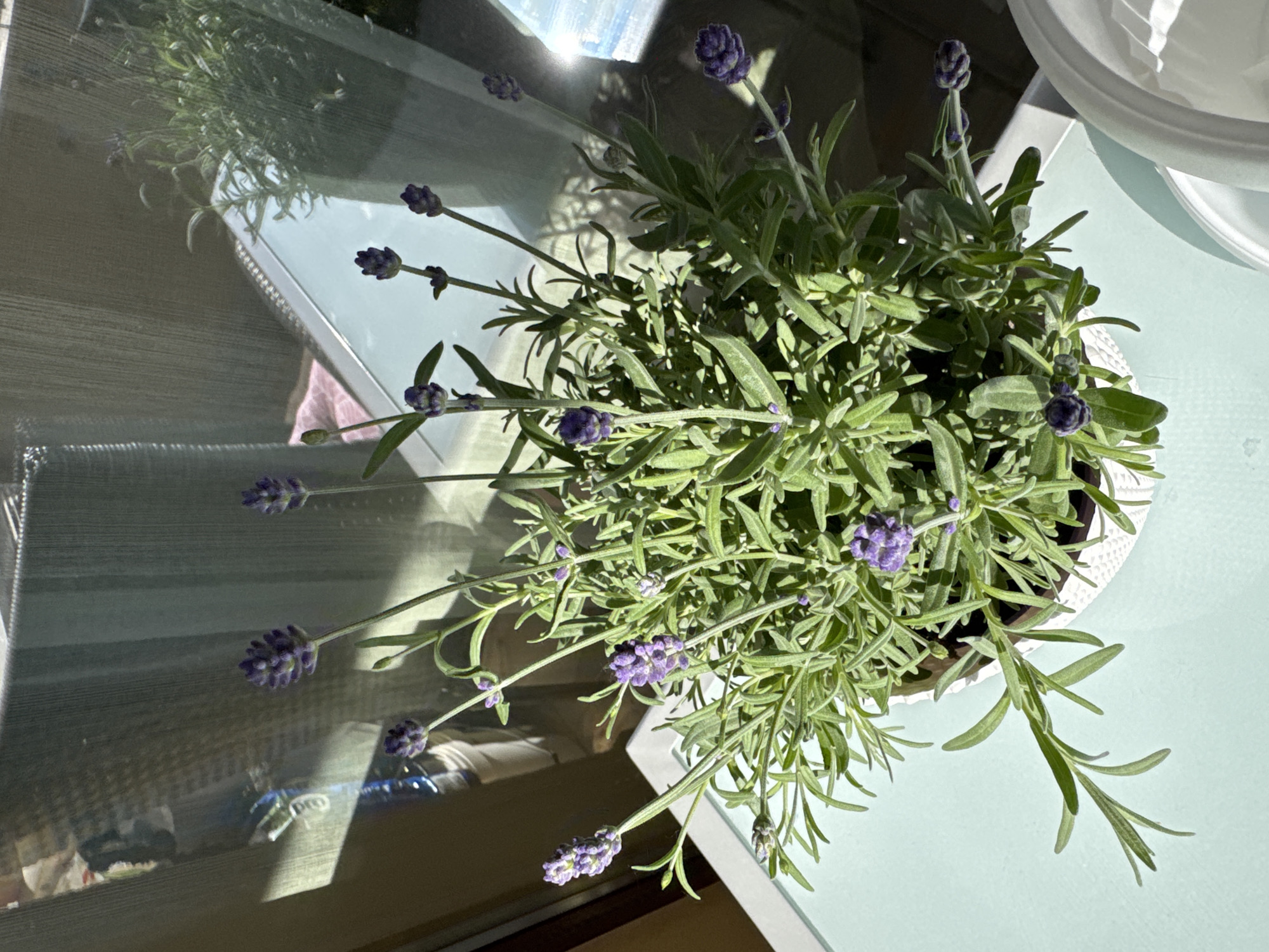 A high-angle, indoor shot depicts a lavender plant in a white pot, situated on a glass-topped table with a light blue surface. The lavender plant has green leaves and purple flower buds. A reflection of the plant is visible in the glass tabletop. A white object (likely a plate) is partially visible in the upper right corner of the frame. The image is taken during the day, with natural light illuminating the scene. No people are visible. The location is presumed to be Sofia, Bulgaria.