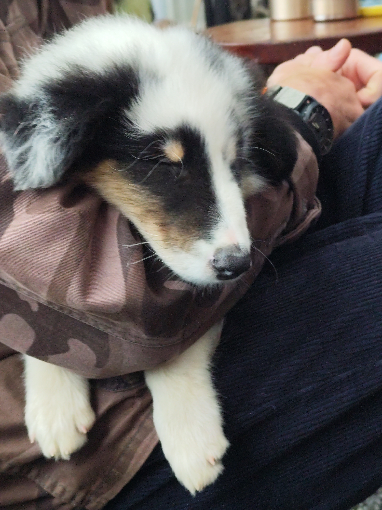 A close-up, eye-level shot shows a puppy sleeping wrapped in camouflage fabric. The puppy's head rests on the fabric, with its eyes closed and a wet black nose. Its white paws with pink nails are visible dangling from the fabric. The puppy has black and white fur with tan markings around its eyes and muzzle. A person's hands and a watch are visible in the background, suggesting the puppy is being held. The dark navy fabric of the person's clothing is also visible. The setting appears to be indoors, possibly a home, with a wooden table in the background. There is no specific indication of the puppy being in Da Lat, Vietnam, or any other specific city.