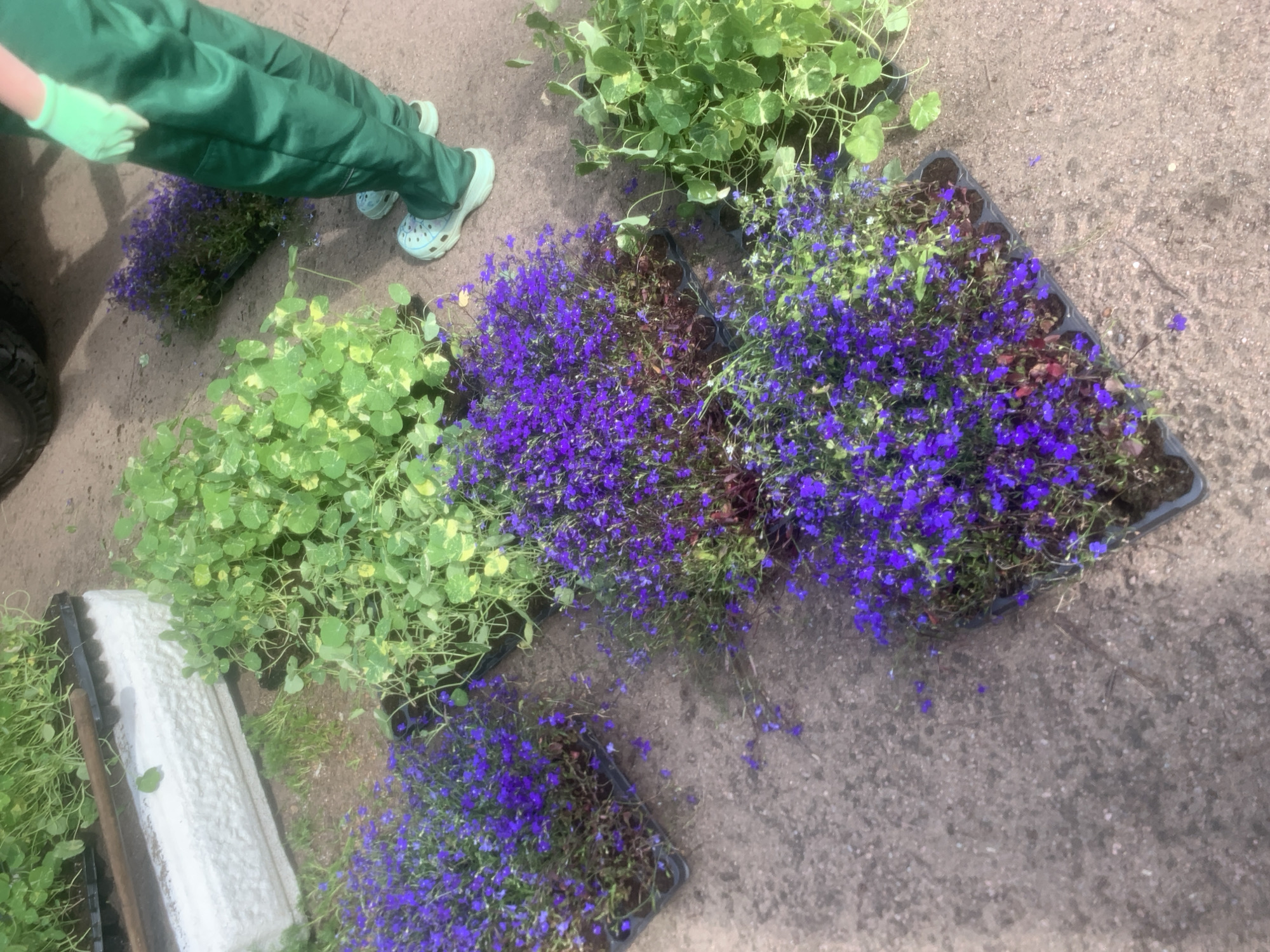 A person wearing green overalls and light blue Crocs stands on a gravel surface next to trays of purple flowers and green plants. The person is wearing light green gloves and is partially visible from the waist down. In the background, a white trough contains more green plants, and a dark object, possibly a vehicle tire, is visible at the top left. The scene appears to be outdoors, possibly in a garden center or nursery. The location is not specified in the image.