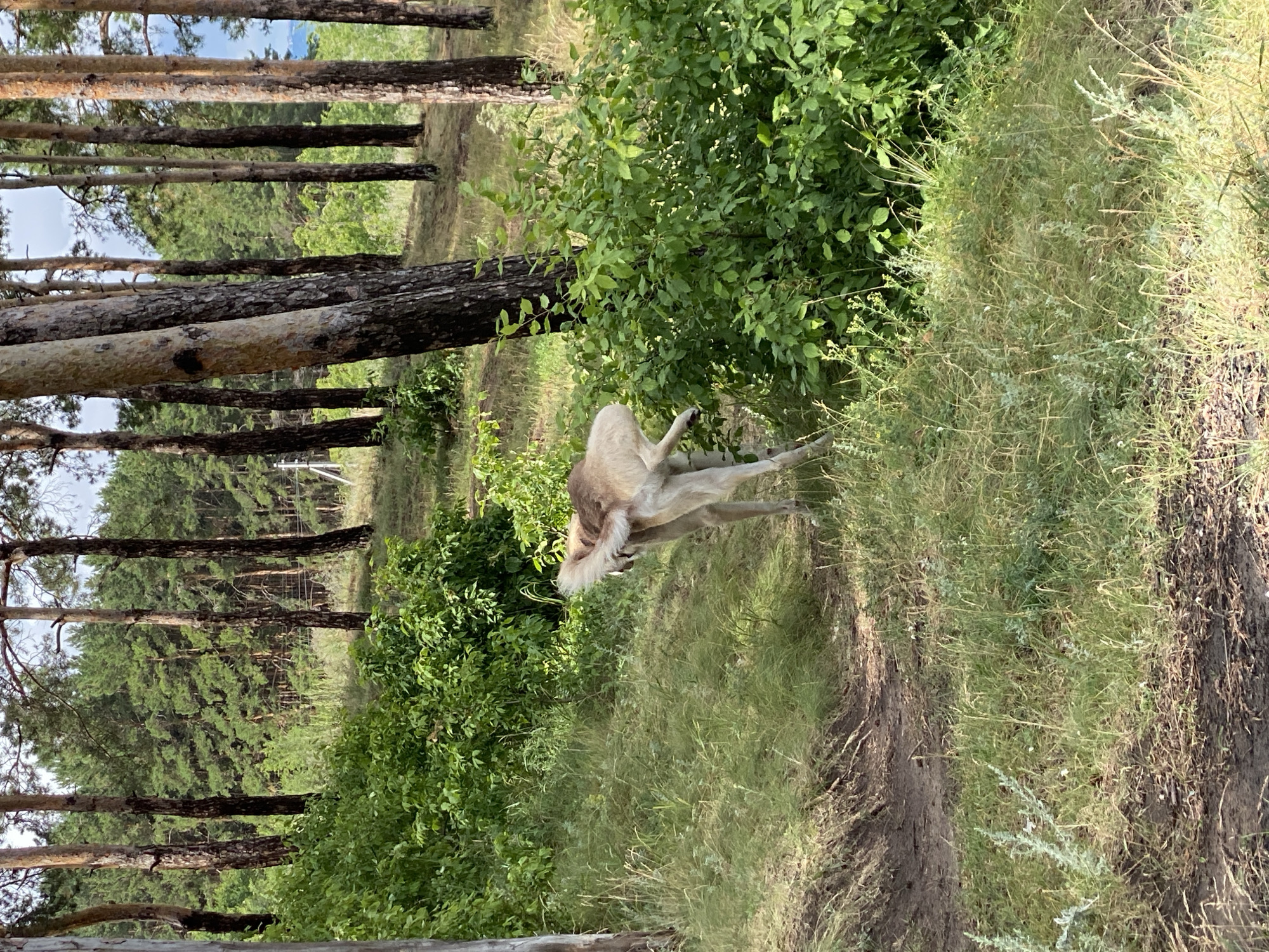 In this vertical, outdoor, daytime photograph, a light-colored animal, possibly a dog, is lying on its side amidst dense green foliage and tall grasses. The animal's body is mostly hidden, but its hind legs and tail are visible, along with its head, which is lowered as if eating or resting. The animal's fur appears to be a light tan or off-white color.
The setting is a natural environment, characterized by a forest with numerous tall pine trees. The trees have rough, dark bark and slender trunks. The ground is covered with a mix of dry earth, possibly a path, and lush green grass interspersed with small plants and weeds. The foliage of deciduous trees, with bright green leaves, creates a dense backdrop to the right of the animal. The overall impression is one of a peaceful, natural scene, perhaps a forest clearing or the edge of a wooded area. The lighting suggests it is daytime, with sunlight filtering through the trees, casting some shadows. There is no visible text in the image.