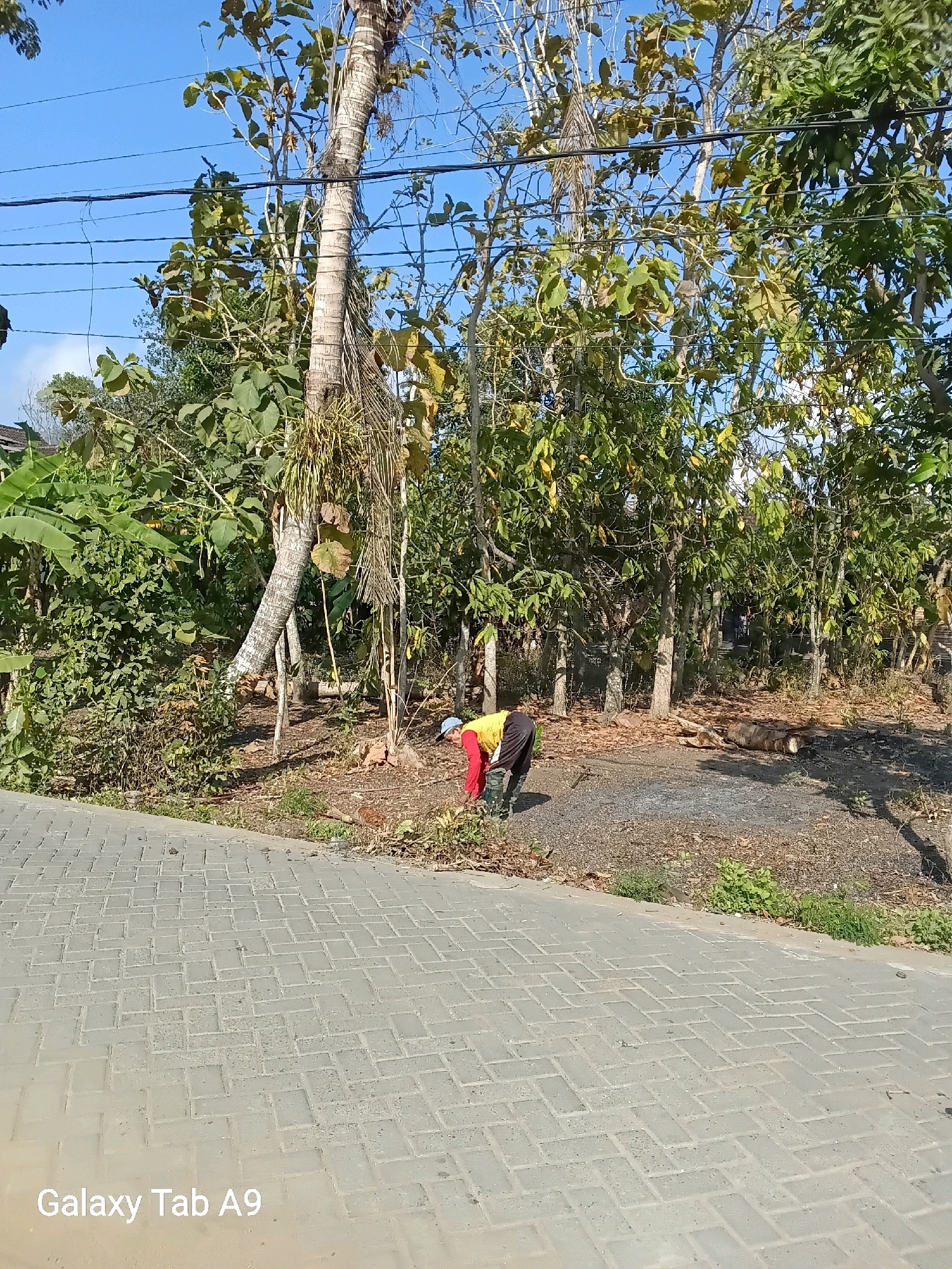 A person wearing a red and yellow shirt, black pants, and a blue cap is bending over and appearing to pick up debris from the ground. The person is standing on a patch of dark soil with scattered leaves and small plants. Behind the person, there is a dense grove of trees with green and yellowing leaves. A paved walkway, made of interlocking gray rectangular bricks, runs diagonally from the lower left to the upper right of the image. The sky is clear and blue. A power line is visible across the top of the image. The bottom left corner of the image displays the text "Galaxy Tab A9". The scene appears to be outdoors, likely in a rural or semi-rural area within or near Trenggalek, Indonesia, given the presence of lush vegetation and what may be local construction materials for the walkway.