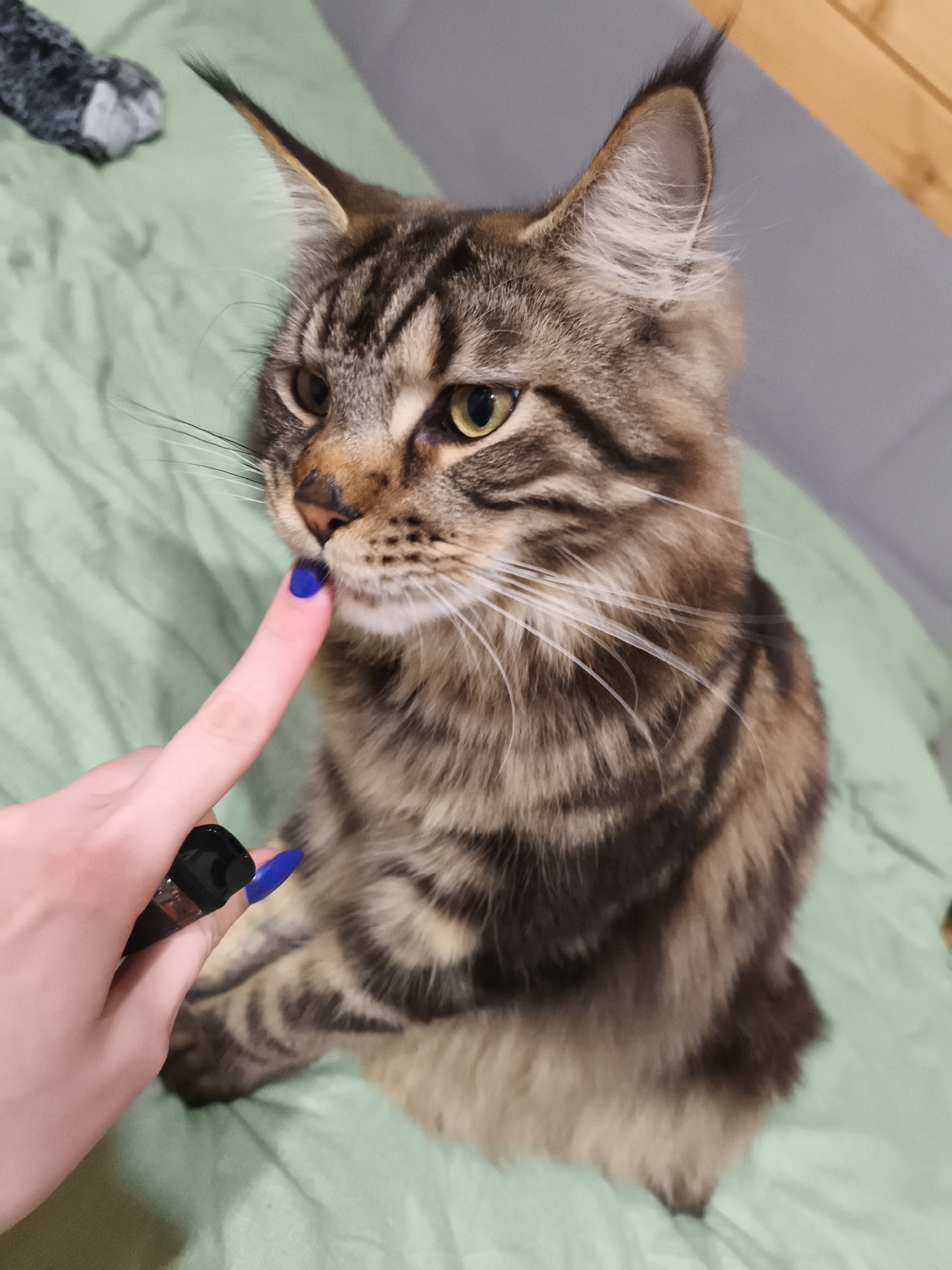 A medium shot depicts a brown tabby Maine Coon cat sitting upright on a light green surface. A human hand with bright blue painted nails touches the cat's nose with a finger. The hand holds a black electronic device. The background includes a gray wall and a partially visible gray object on the green surface. The location is potentially Русский Вожой, Russia.