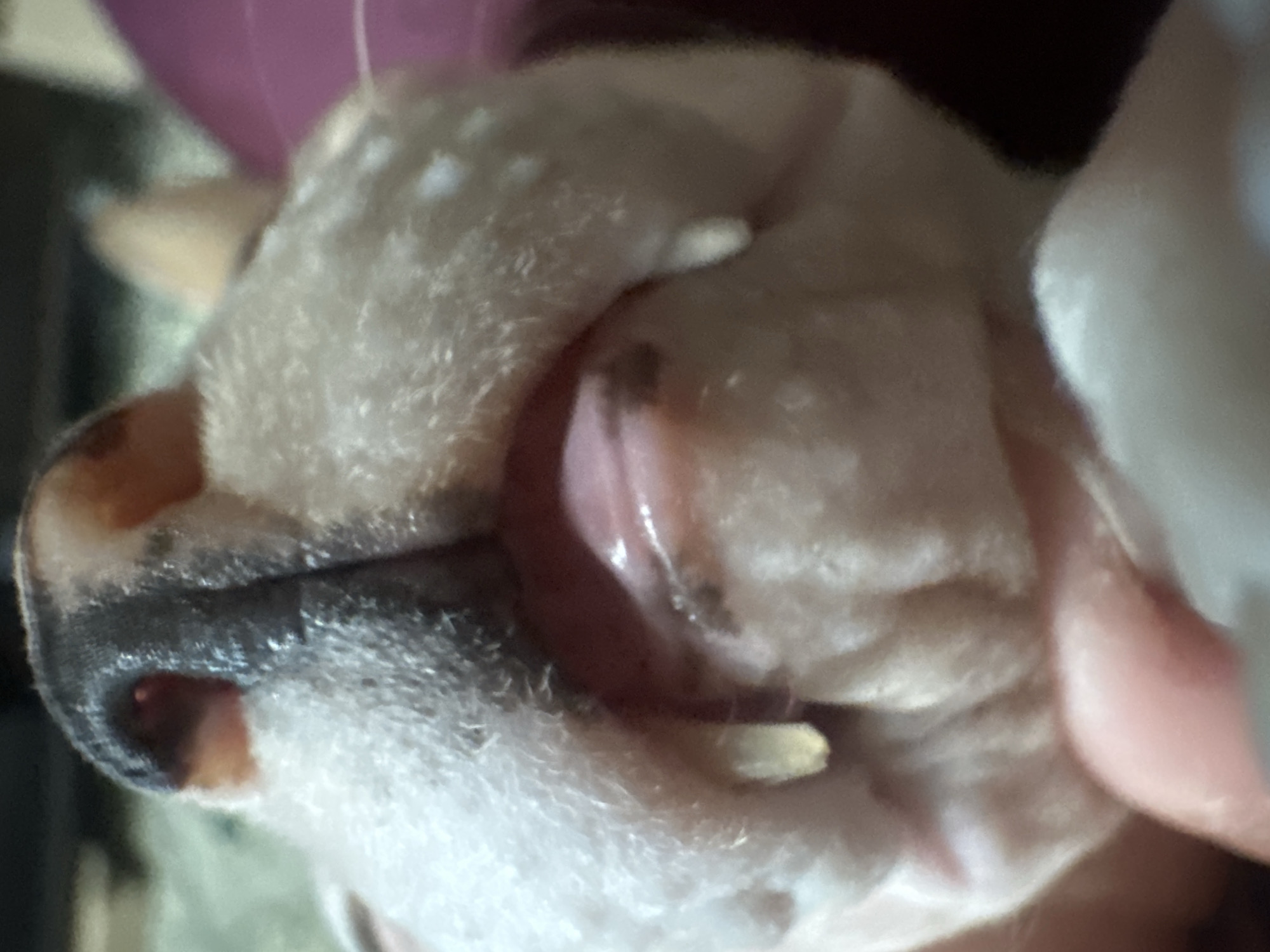This is a close-up, low-angle shot of the mouth of a dog, likely a brachycephalic breed such as a bulldog, based on the facial structure. The image focuses on the dog's snout, lips, and visible teeth, with saliva droplets present. The fur on the face appears white with some darker markings around the nose and mouth. The background is out of focus and appears to be indoors, with hints of what might be furniture or soft furnishings in muted colors. There is no indication of the city of Togliatti, Russia, or any specific urban environment.