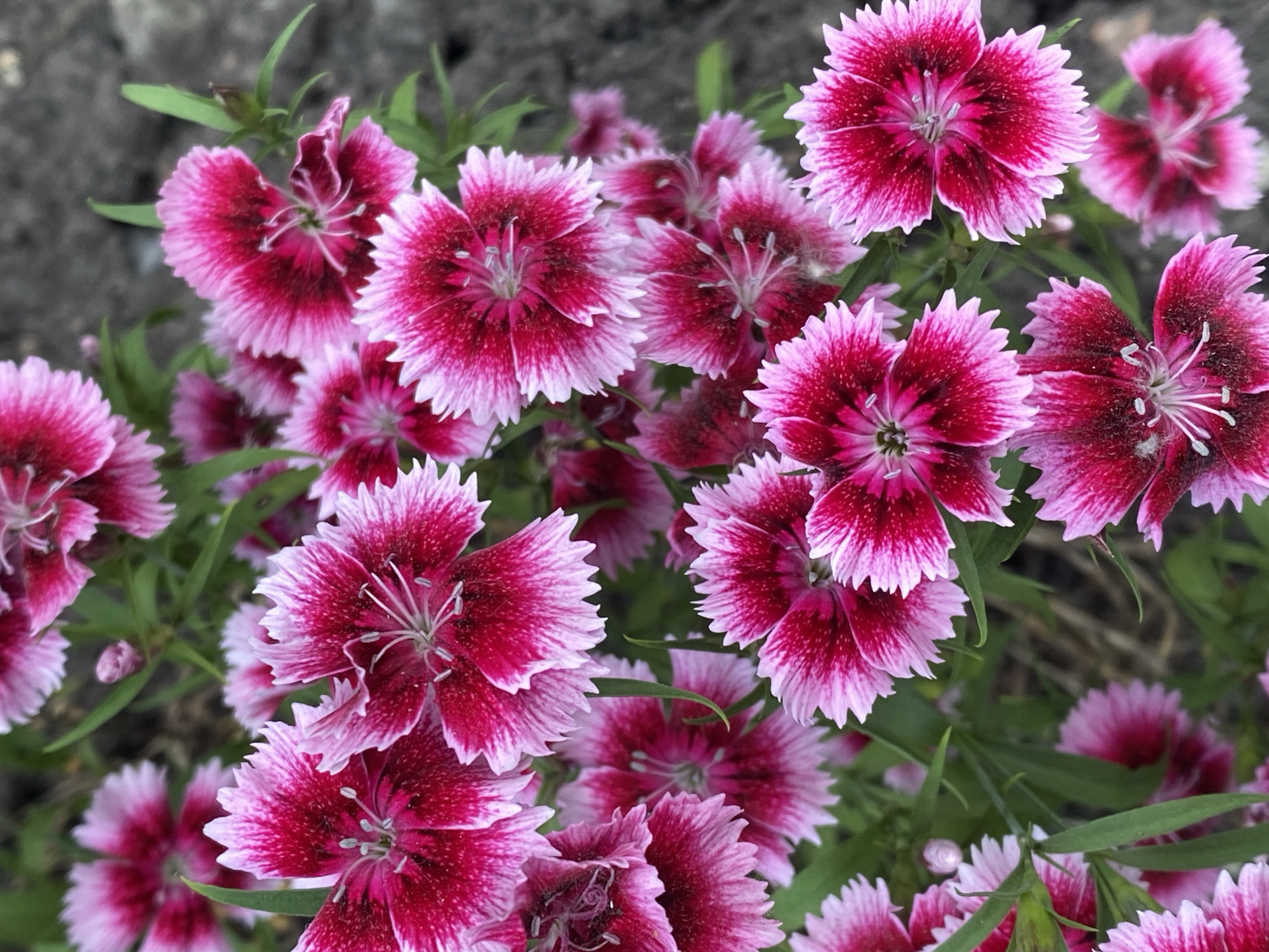 The image displays a close-up, top-down view of a cluster of pink and deep magenta dianthus flowers, also known as sweet williams. The flowers have serrated petal edges and a contrasting dark center. Some of the petals are tinged with white at the tips. The background consists of blurry green foliage and dark, rough-textured ground, possibly gravel or stone. No people or specific landmarks are visible, so the location in Novokuznetsk, Russia cannot be determined from the image. The lighting suggests it is daytime, with natural light illuminating the flowers. The scene is static, focusing solely on the flora.