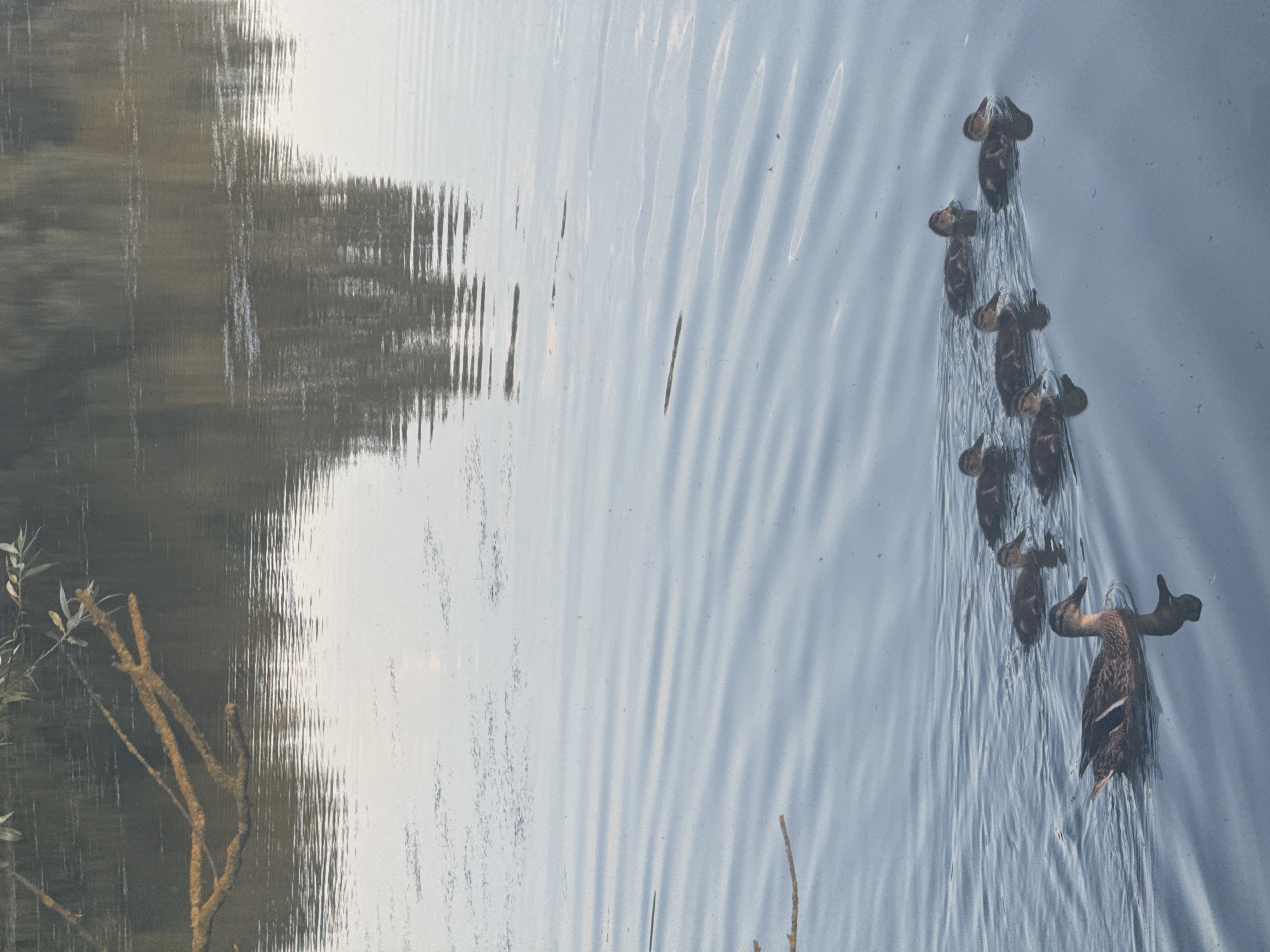 An adult duck and seven ducklings swim in calm water, with the reflection of trees visible on the surface. A branch extends from the upper left corner of the frame. The scene appears to be a natural body of water within Craigavon, United Kingdom.