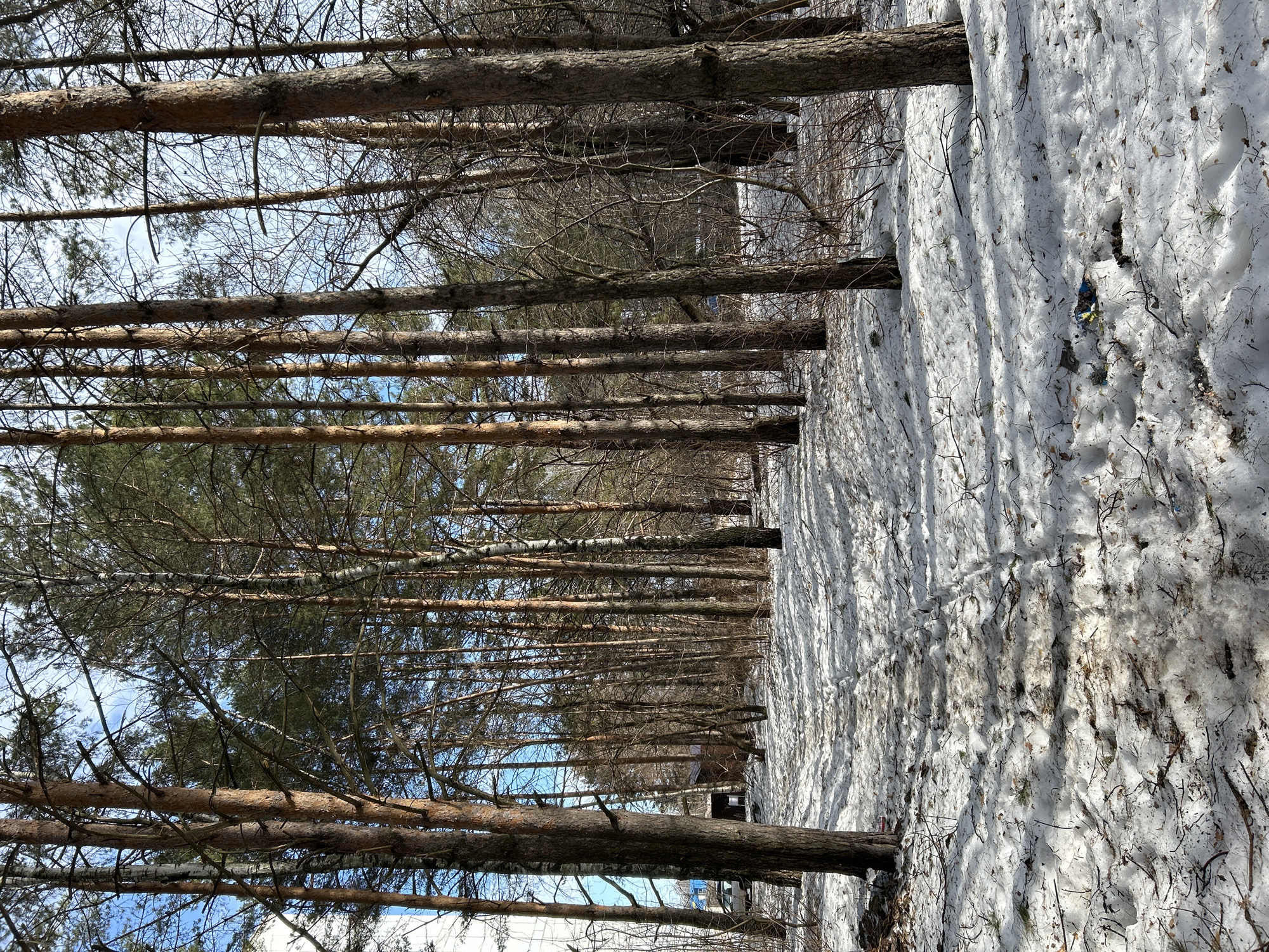 This image captures a partially snow-covered wooded area in the city of Chaikovsky, Russia, observed during late winter or early spring conditions. A discernible, well-trodden dirt path, showing significant foot traffic, cuts through the melting snow and exposed earth in the foreground and midground, disappearing into the dense tree line. The environment is dominated by numerous tall coniferous trees, primarily pines, with characteristic reddish-brown bark and green foliage concentrated at their tops, interspersed with several bare deciduous trees and a few birches identifiable by their white trunks. Patches of clear blue sky with minimal cloud cover are visible through the tree canopy, indicating a sunny day, with shadows cast across the uneven snow. In the left midground, the edge of a light-colored building is visible behind the trees, alongside a small, dark-colored shed or garage structure. A light-colored vehicle, possibly a minivan or SUV, is parked near the shed, partially obscured by the surrounding vegetation. Scattered debris, including plastic items and wrappers, is visible on the snow surface, particularly in the lower right portion of the frame. No individuals are present within the scene.