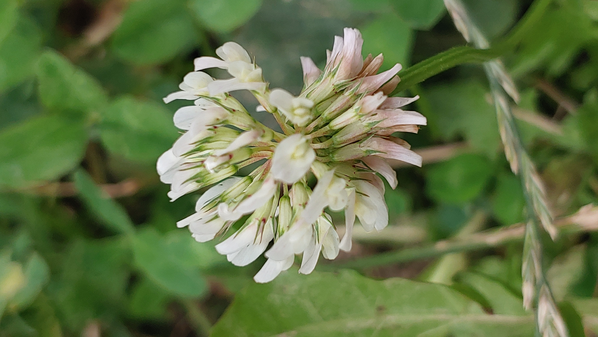 A close-up, slightly angled shot captures a cluster of white clover flowers in soft focus against a blurred green background of leaves and grass. The clover head, composed of numerous small, white, tubular petals with hints of pinkish-tan at the tips of some, is the primary subject. Green stems and sepals are visible, some with reddish accents. In the foreground, out-of-focus blades of grass or thin plant stalks lie horizontally. The overall impression is one of a natural, outdoor setting likely in a park or garden. There are no people or buildings visible. The image does not provide any specific geographical indicators that would place it in Mukachevo, Ukraine.