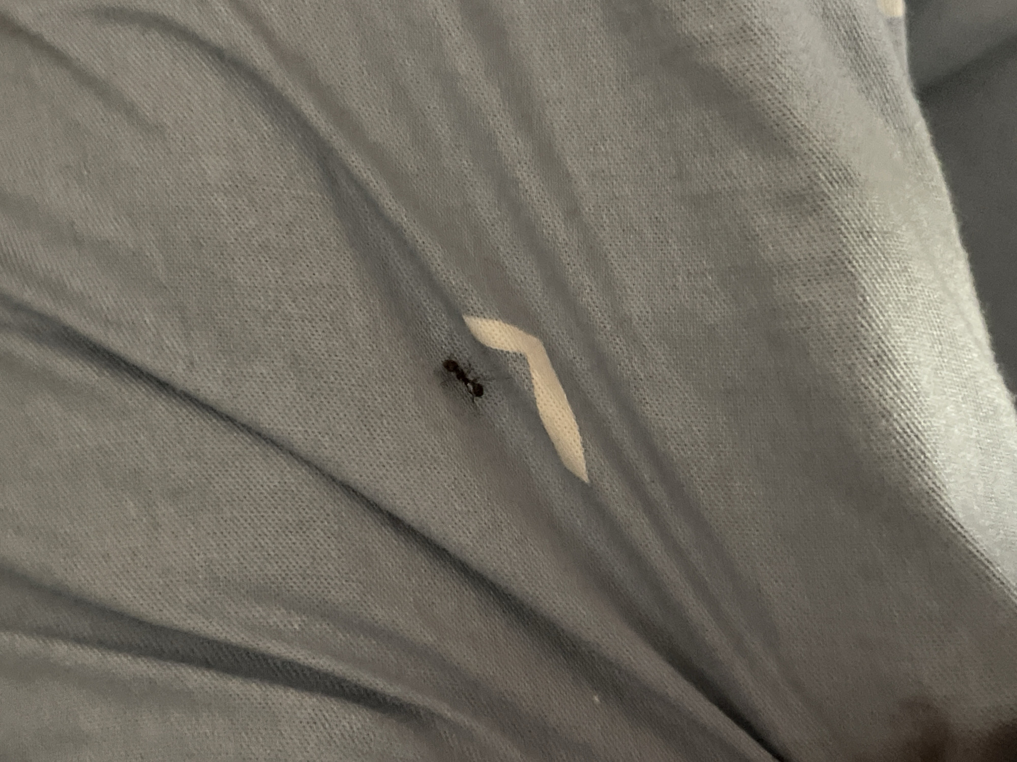 The image shows a close-up view of a light blue, wrinkled fabric, likely a blanket or sheet. A small black ant is visible on the fabric. The lighting is dim, casting shadows that emphasize the texture and folds of the material. There is a faint, lighter colored, curved mark on the fabric near the ant. The image provides no information about the location in Tashkent, Uzbekistan, or any people present.