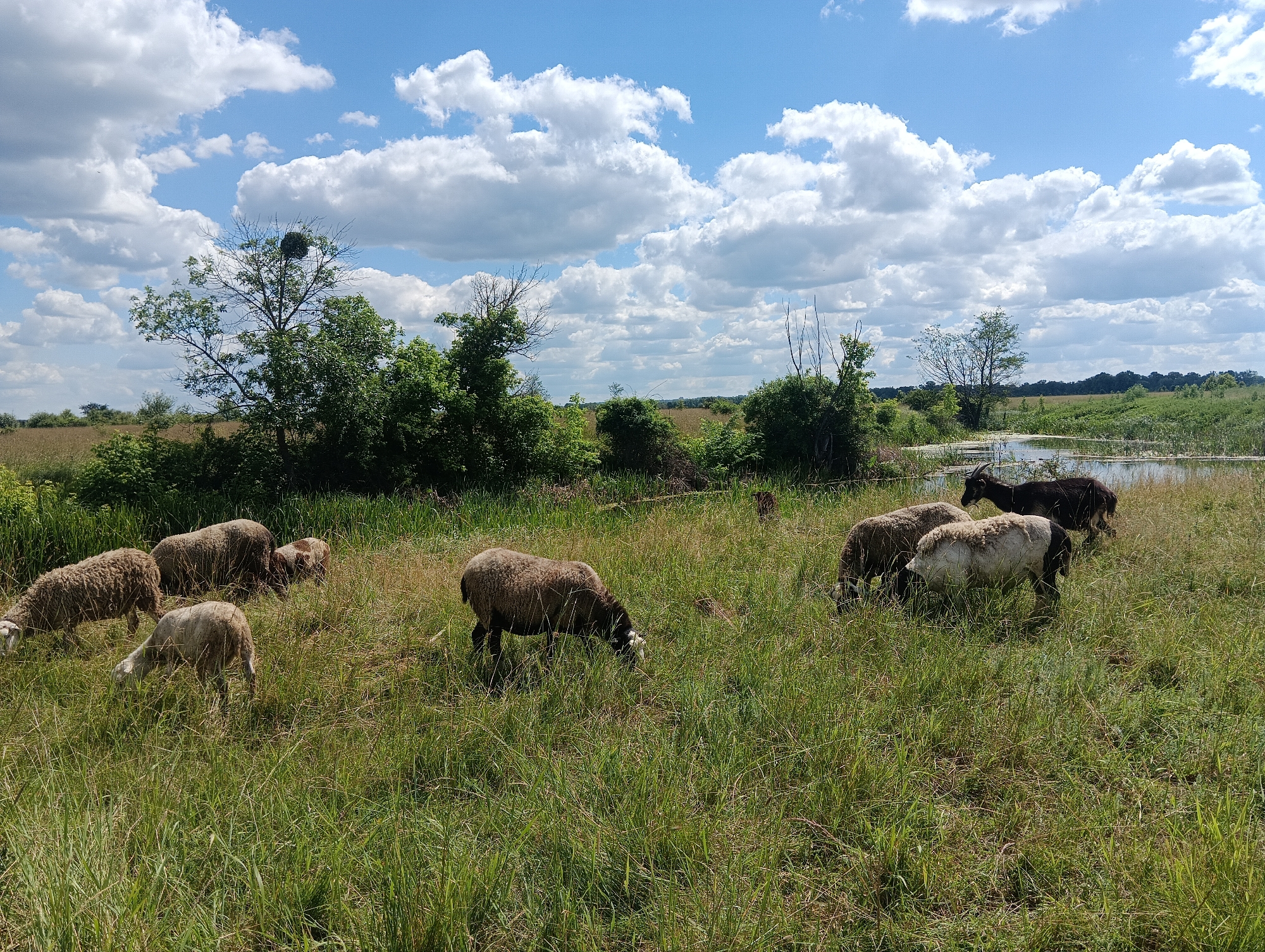 A flock of sheep grazes in a lush green field under a partly cloudy blue sky. The sheep are scattered across the foreground, some with thick woolly coats in shades of white and brown, others appearing darker. They are actively eating grass, their heads bowed. In the background, a body of water is visible, bordered by reeds and trees. The sky is filled with fluffy white cumulus clouds, indicating fair weather. The overall scene depicts a peaceful pastoral setting.