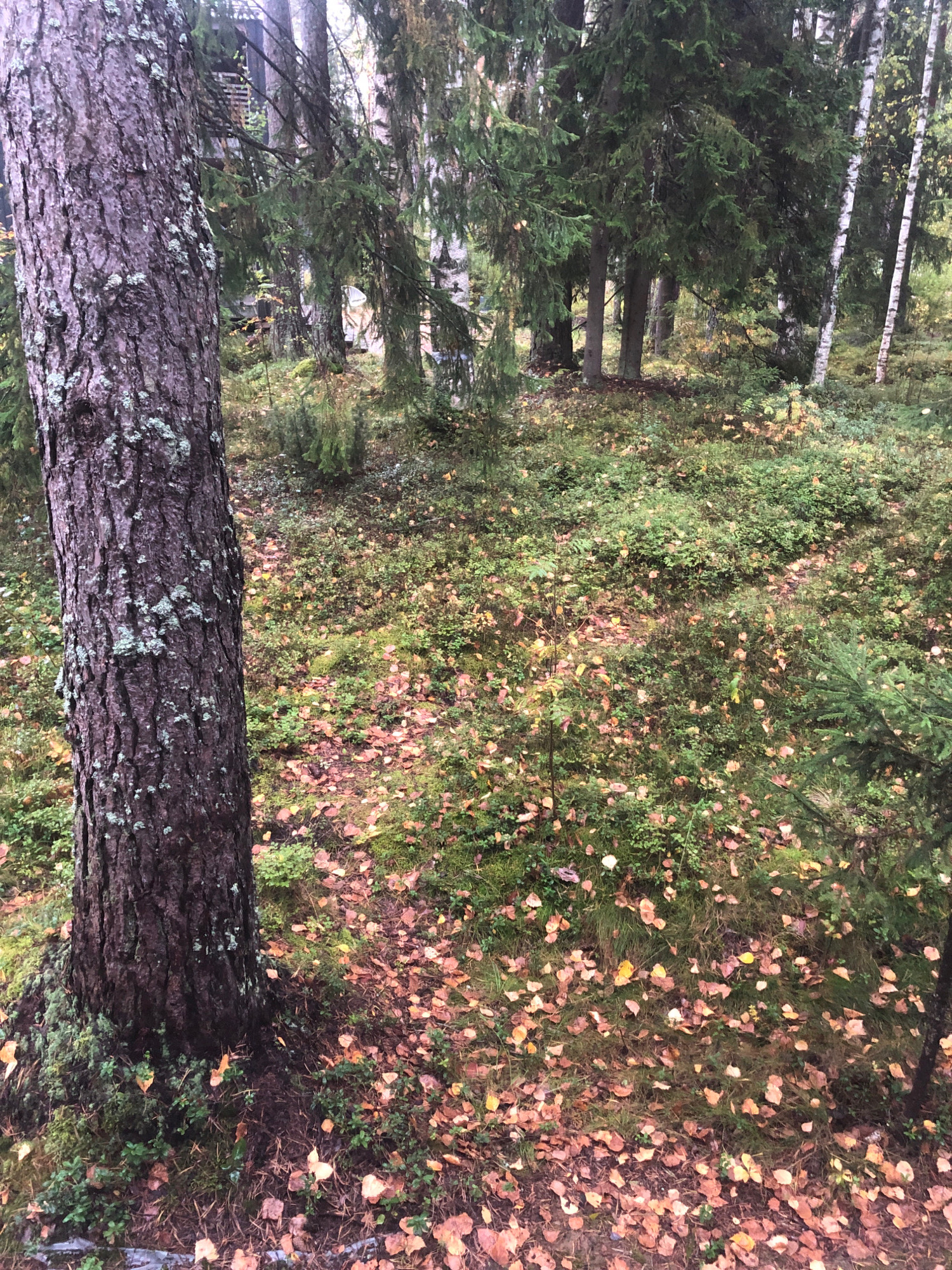 A dense, natural forest scene in Arfa, Russia, dominated by tall evergreen trees and a thick undergrowth of mosses, small shrubs, and fallen leaves. A large, rough-barked tree trunk stands prominently on the left side of the frame, covered in patches of light green lichen. The forest floor is carpeted with a mixture of green vegetation and scattered, fallen leaves in shades of orange, yellow, and brown, suggesting an autumn season. Sunlight filters through the canopy, creating a dappled effect on the ground. In the background, more trees and a glimpse of what appears to be a wooden structure are visible, partially obscured by the foliage. There are no people or animals present in the image.