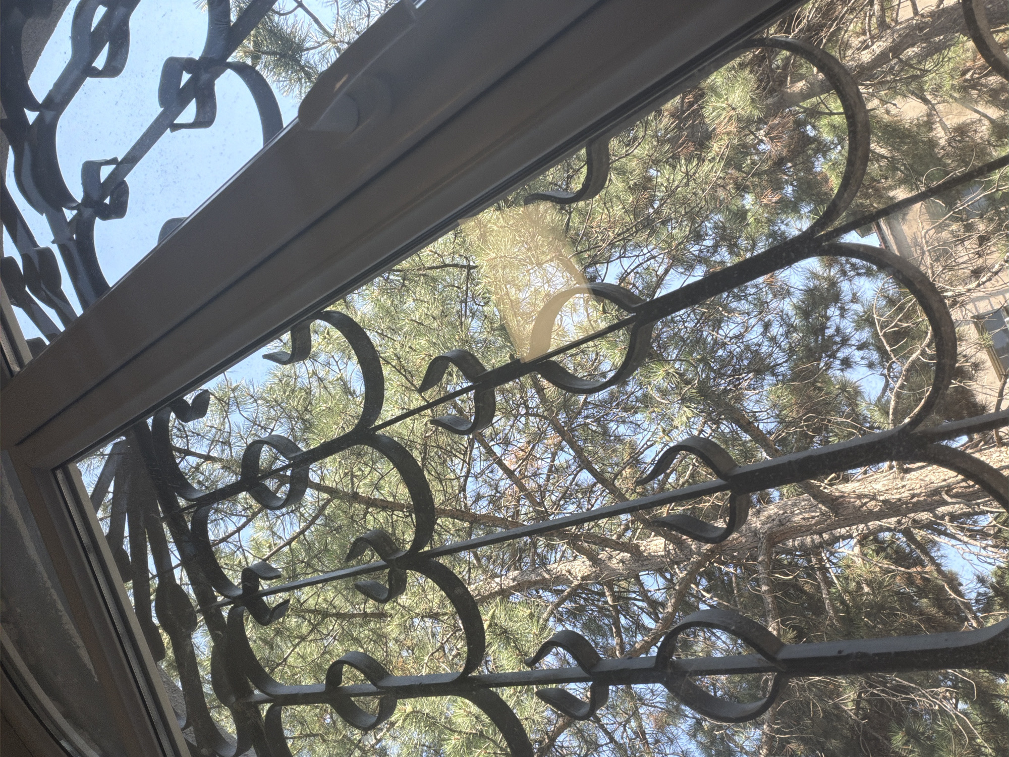 This media file shows a view looking upwards through a window, with ornate black metal bars in the foreground. Beyond the bars, the scene reveals a bright blue sky filled with the branches and needles of coniferous trees, suggesting an outdoor setting with lush greenery. The light filtering through the trees indicates it is daytime, likely sunny, with a slight haze or dust visible on the windowpane itself. The overall impression is one of looking out from inside a building, possibly a home, into a natural environment. The metalwork is decorative, with curved elements and loops, adding an artistic touch to the view. There are no people or any specific activities depicted; the focus is on the interplay between the man-made bars and the natural elements of the trees and sky. The location context provided, Yerevan, Armenia, hints at a possible climate and typical vegetation for that region. The image is composed from a low-angle perspective, emphasizing the sky and the upward reach of the trees.